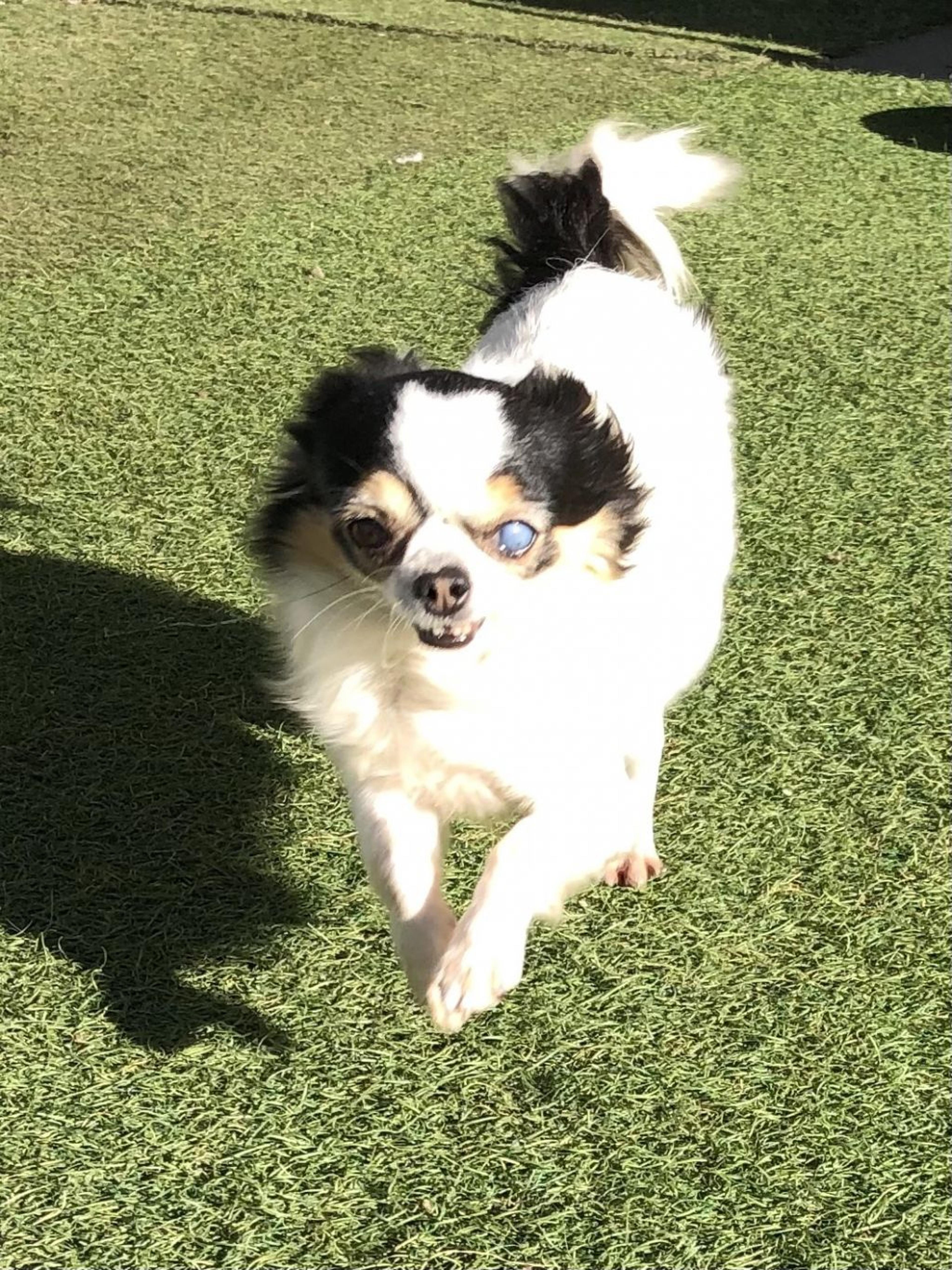 pet-image-2