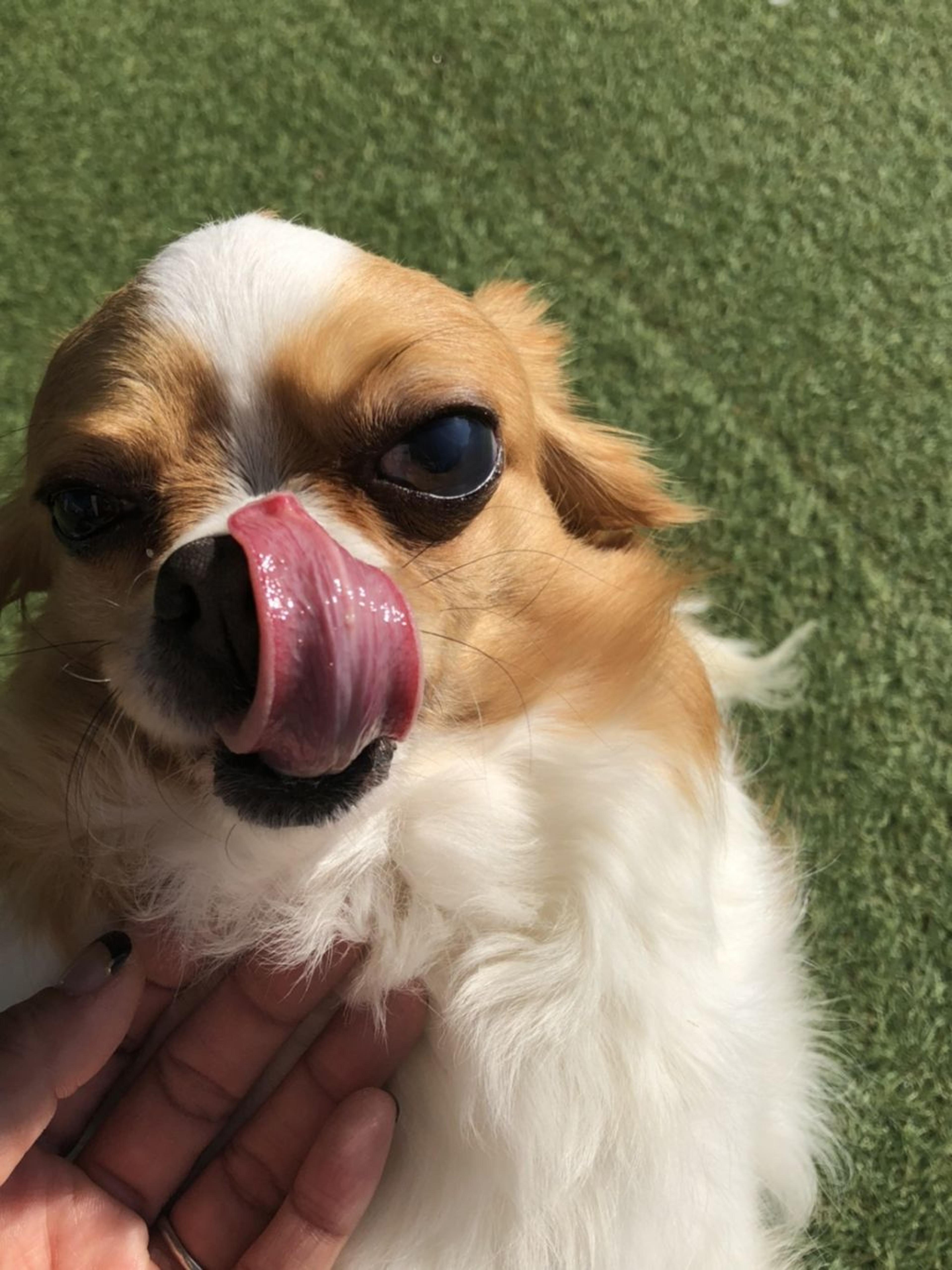 pet-image-2