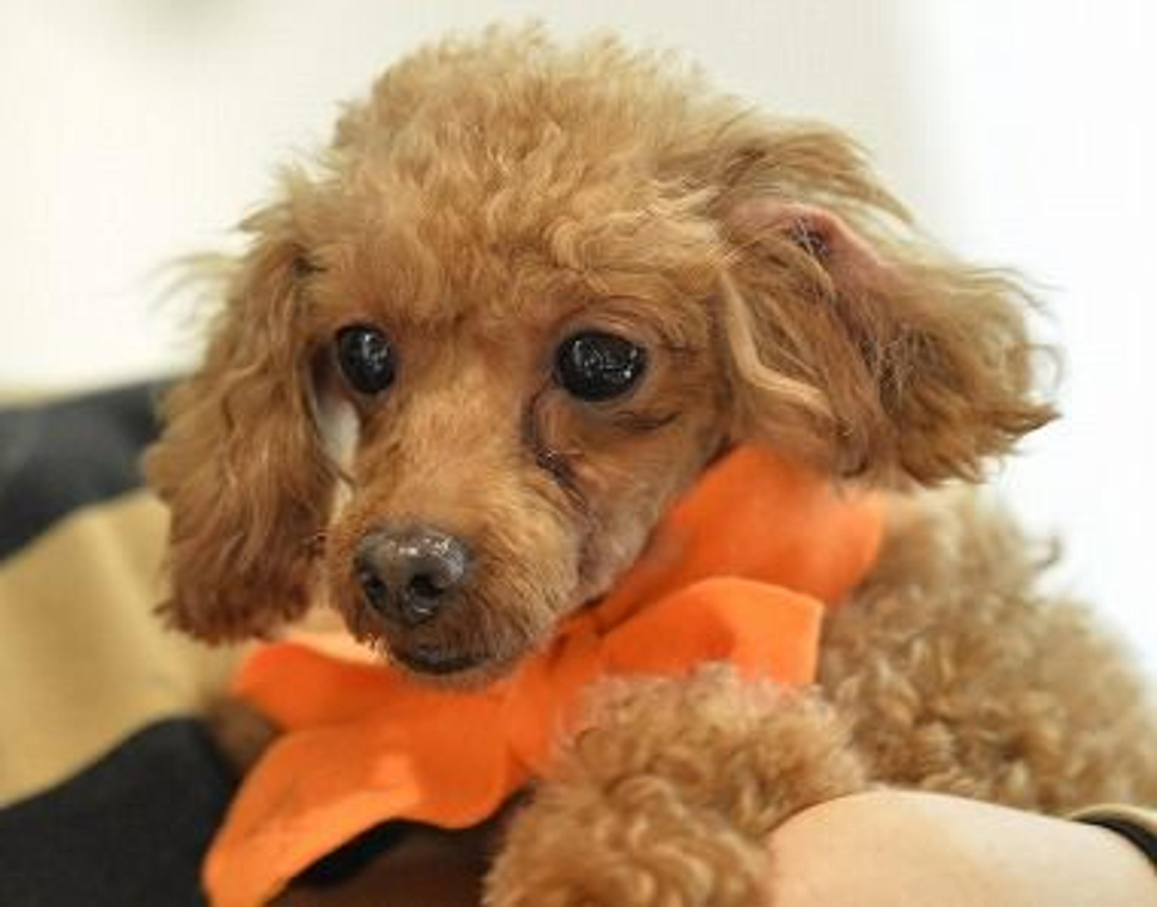 pet-image-2