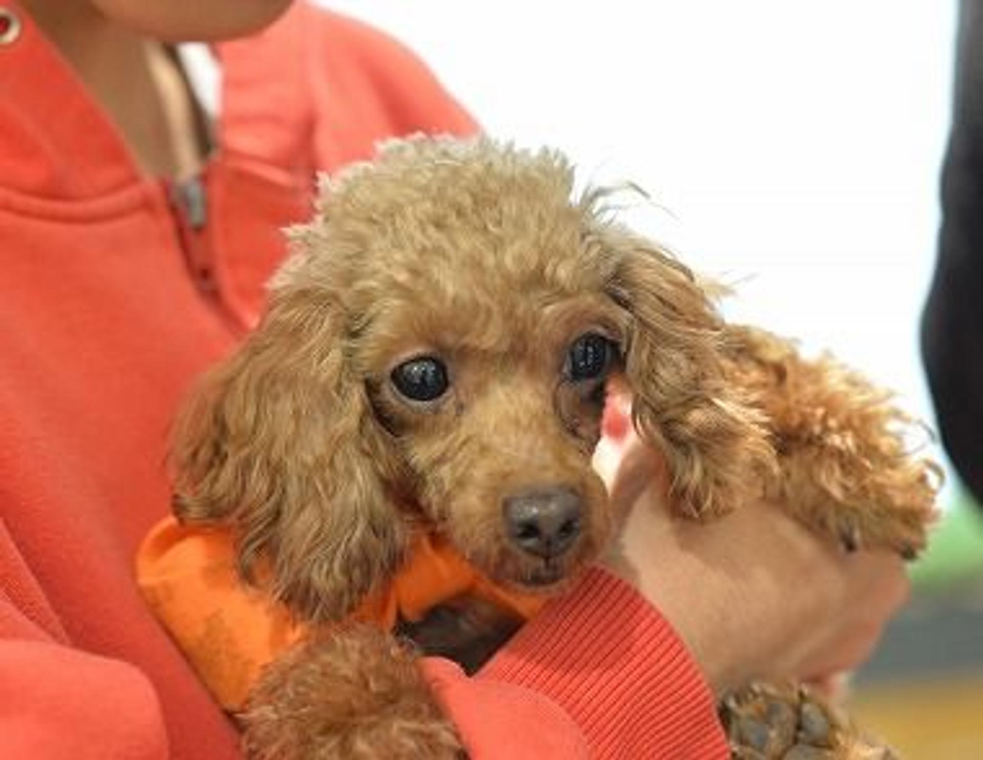 pet-image-3
