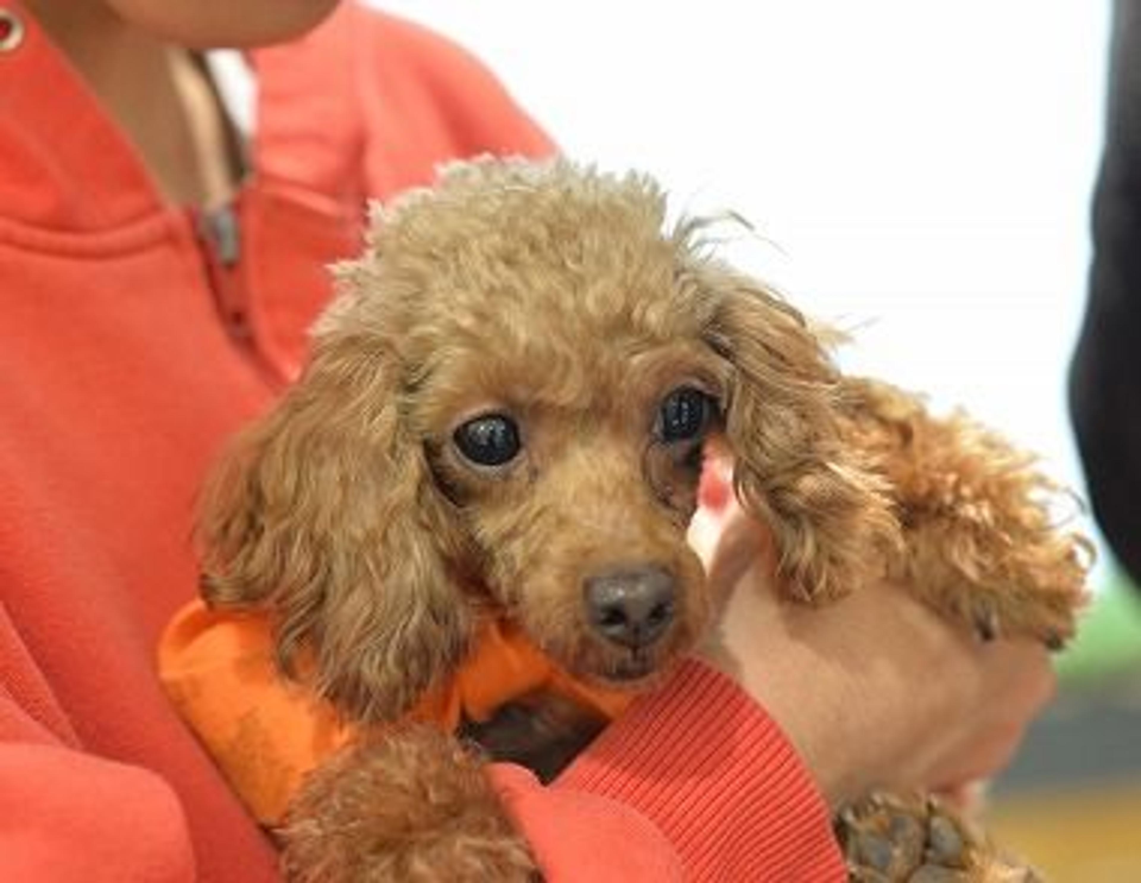 pet-image-3