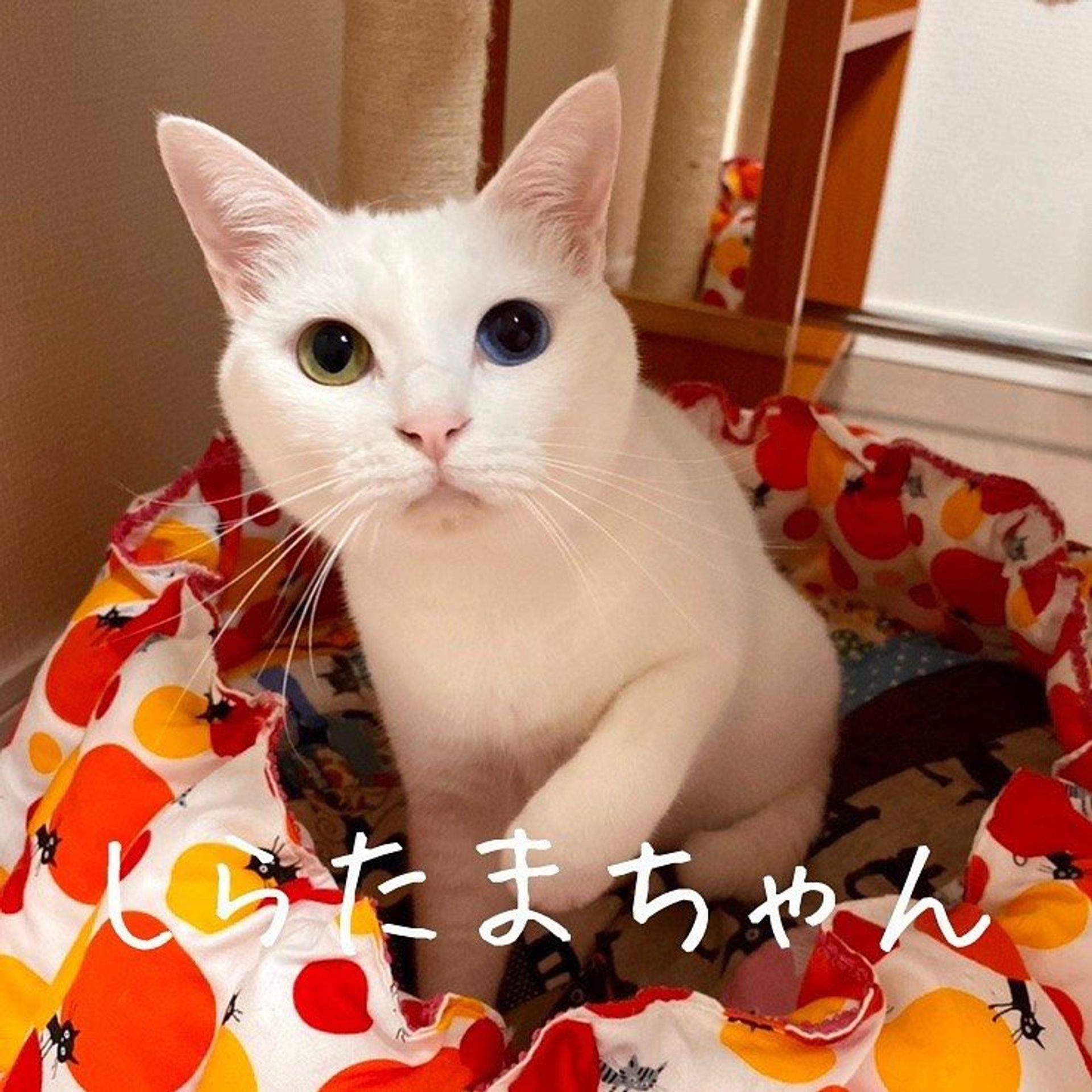 雑種（ミックス猫）・メスの里親募集の写真