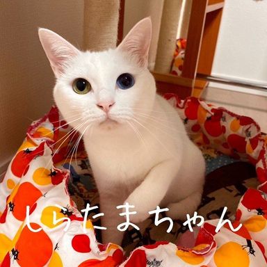 しらたまの写真