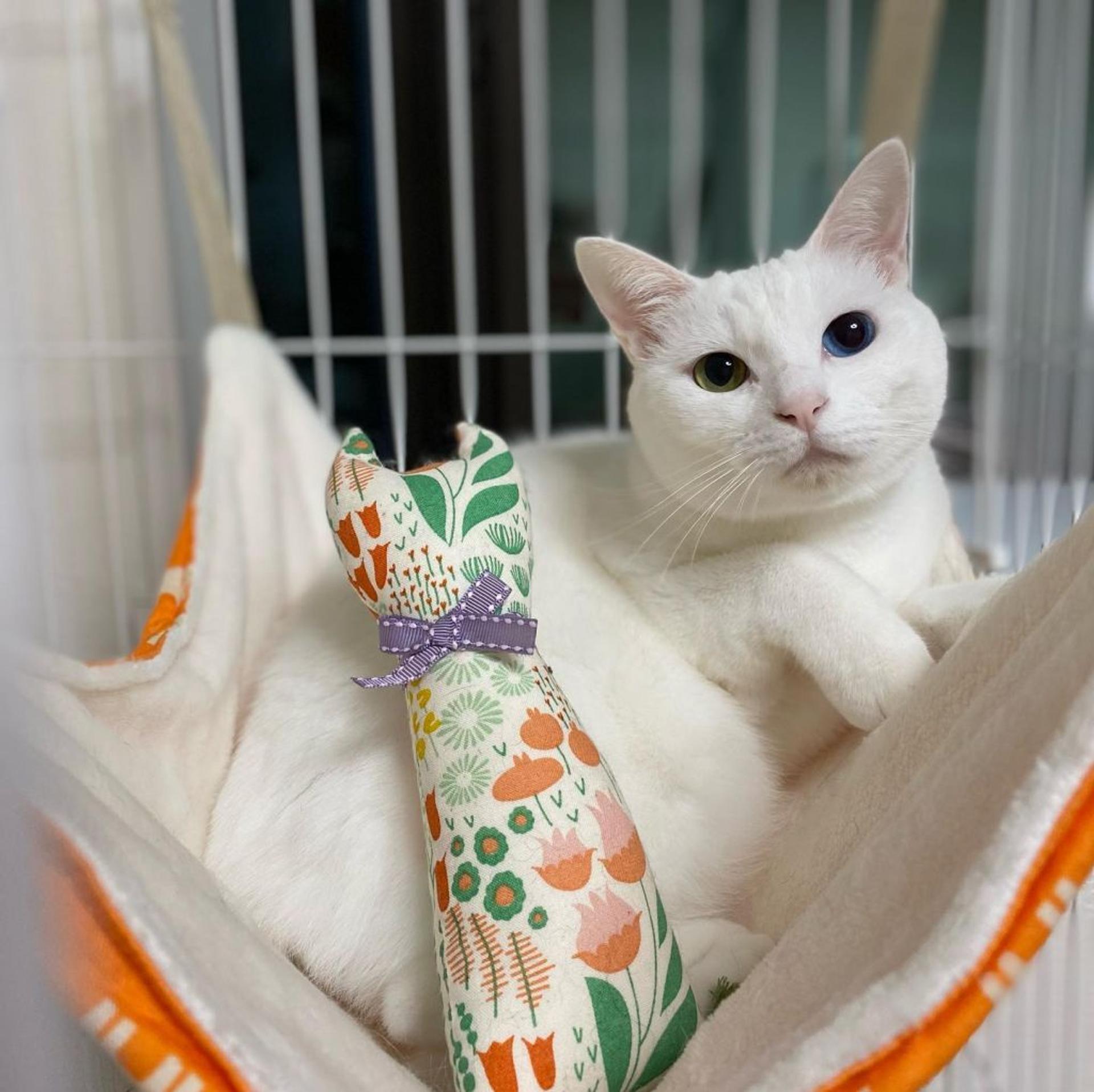 pet-image-2