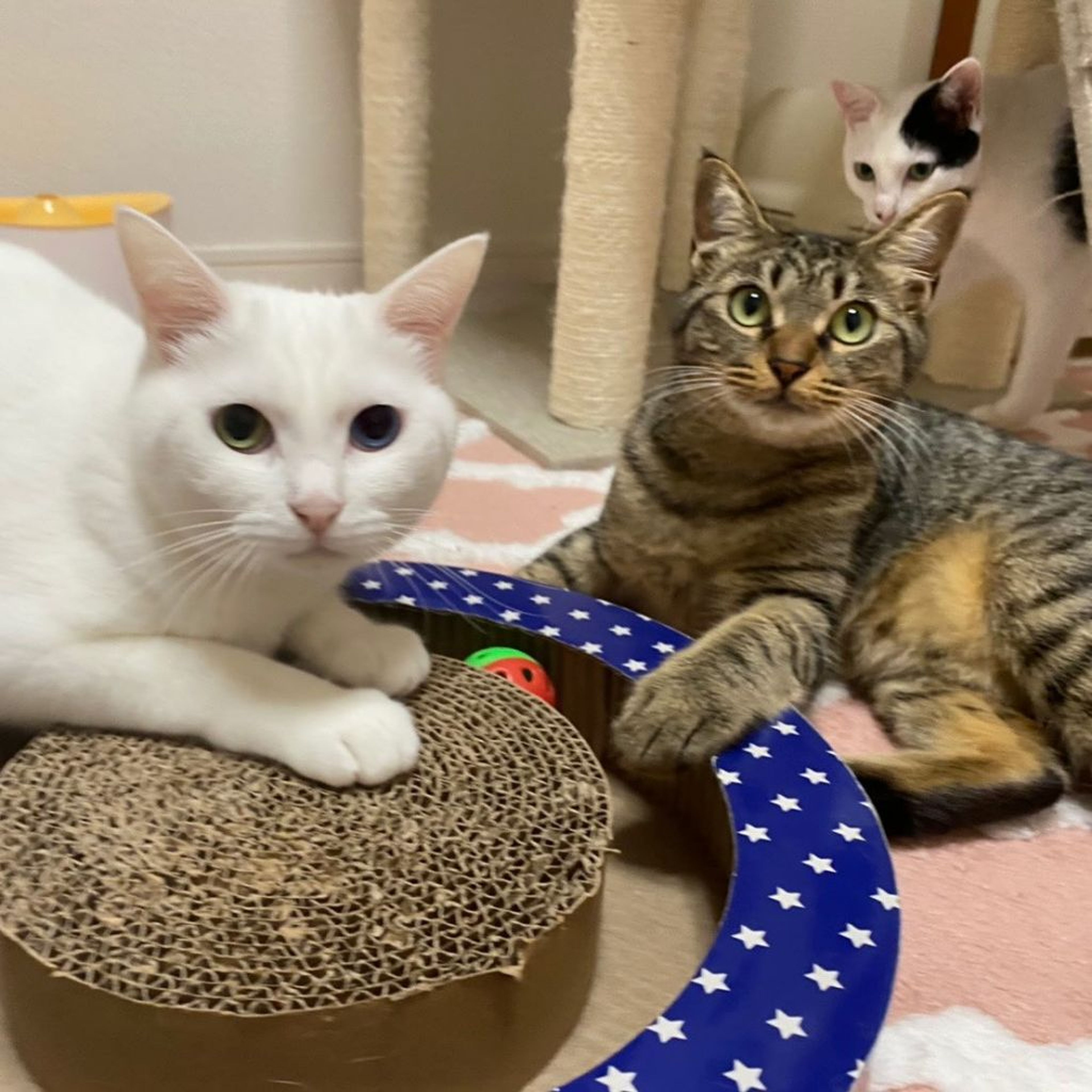 pet-image-8