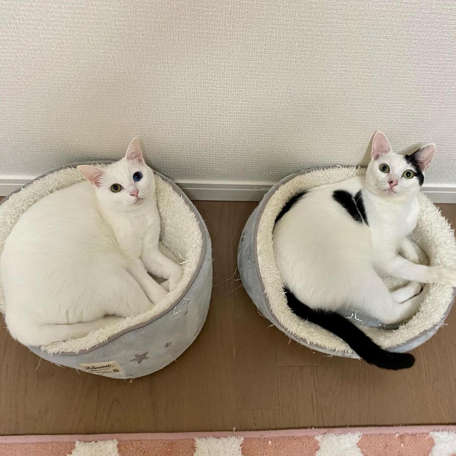 pet-image-9