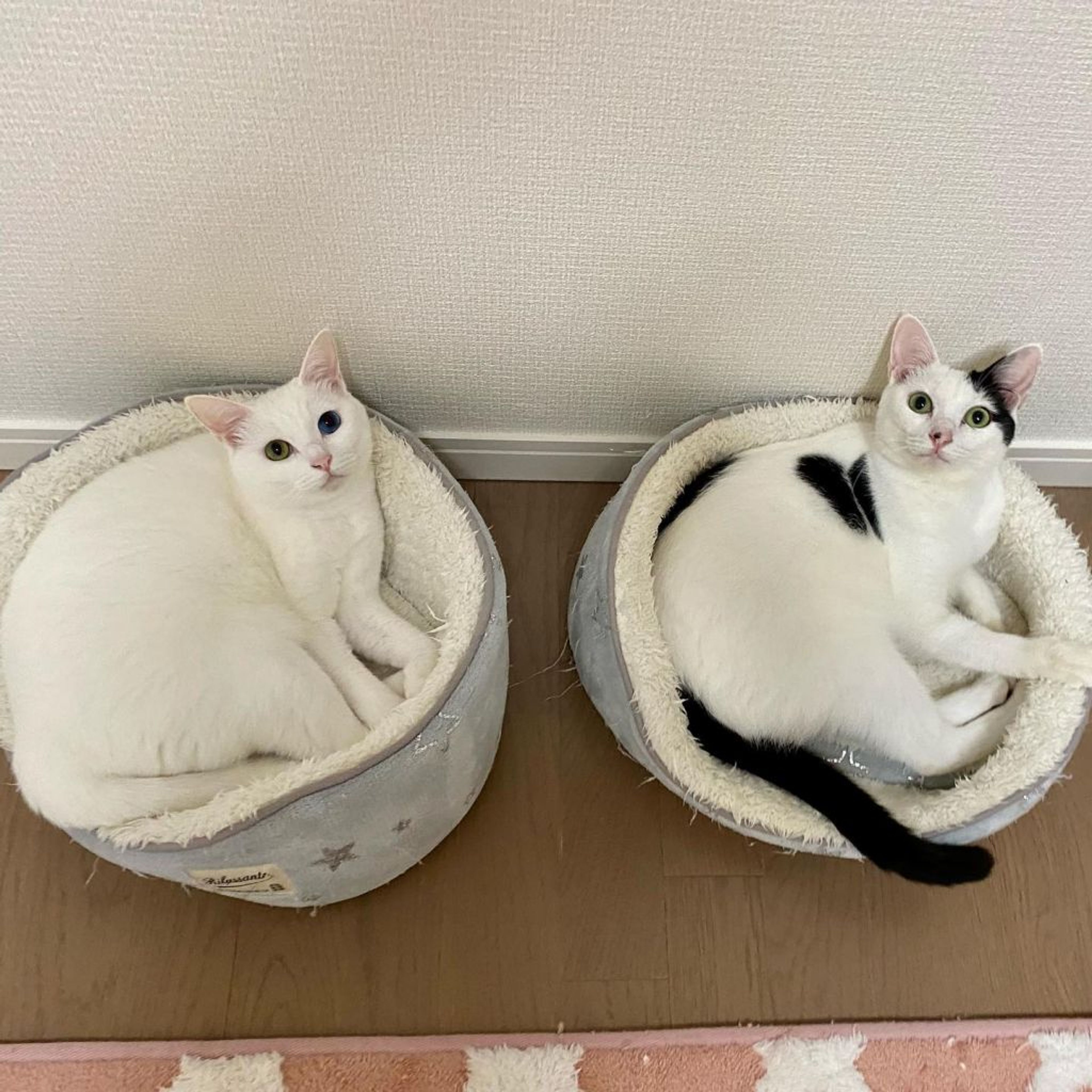 pet-image-9