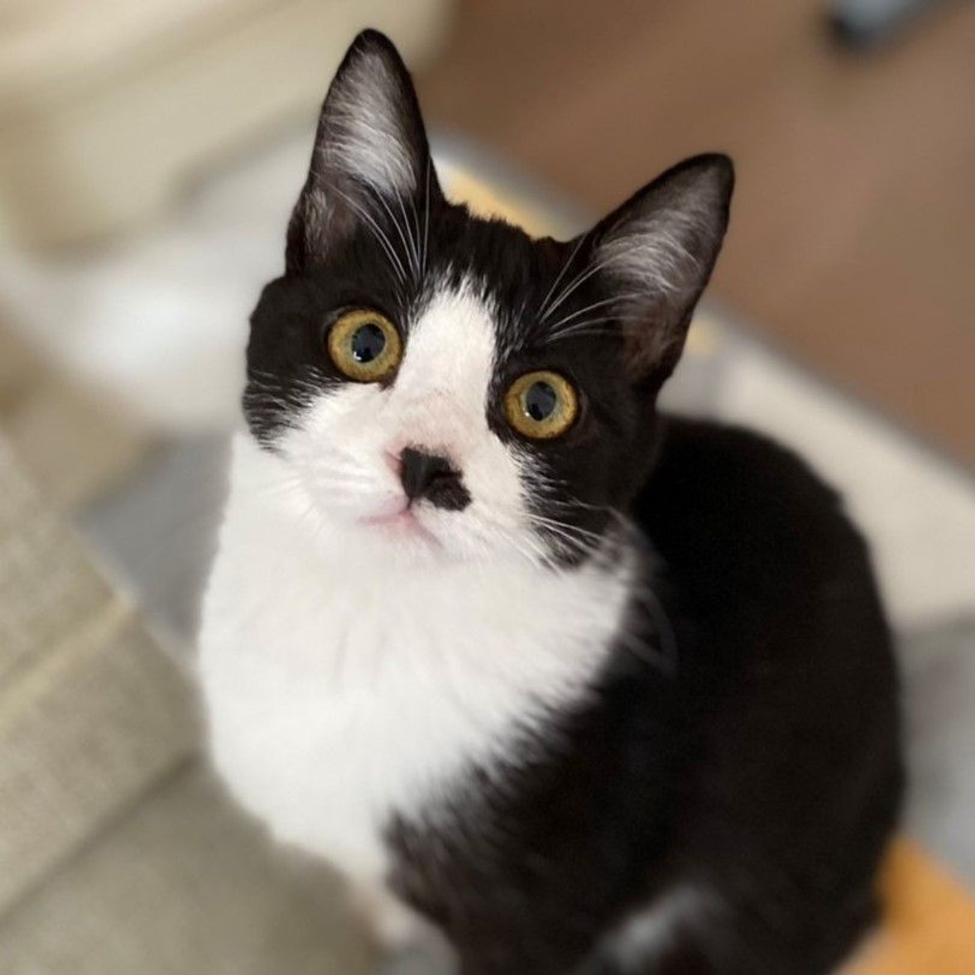 雑種（ミックス猫）・オスの里親募集の写真