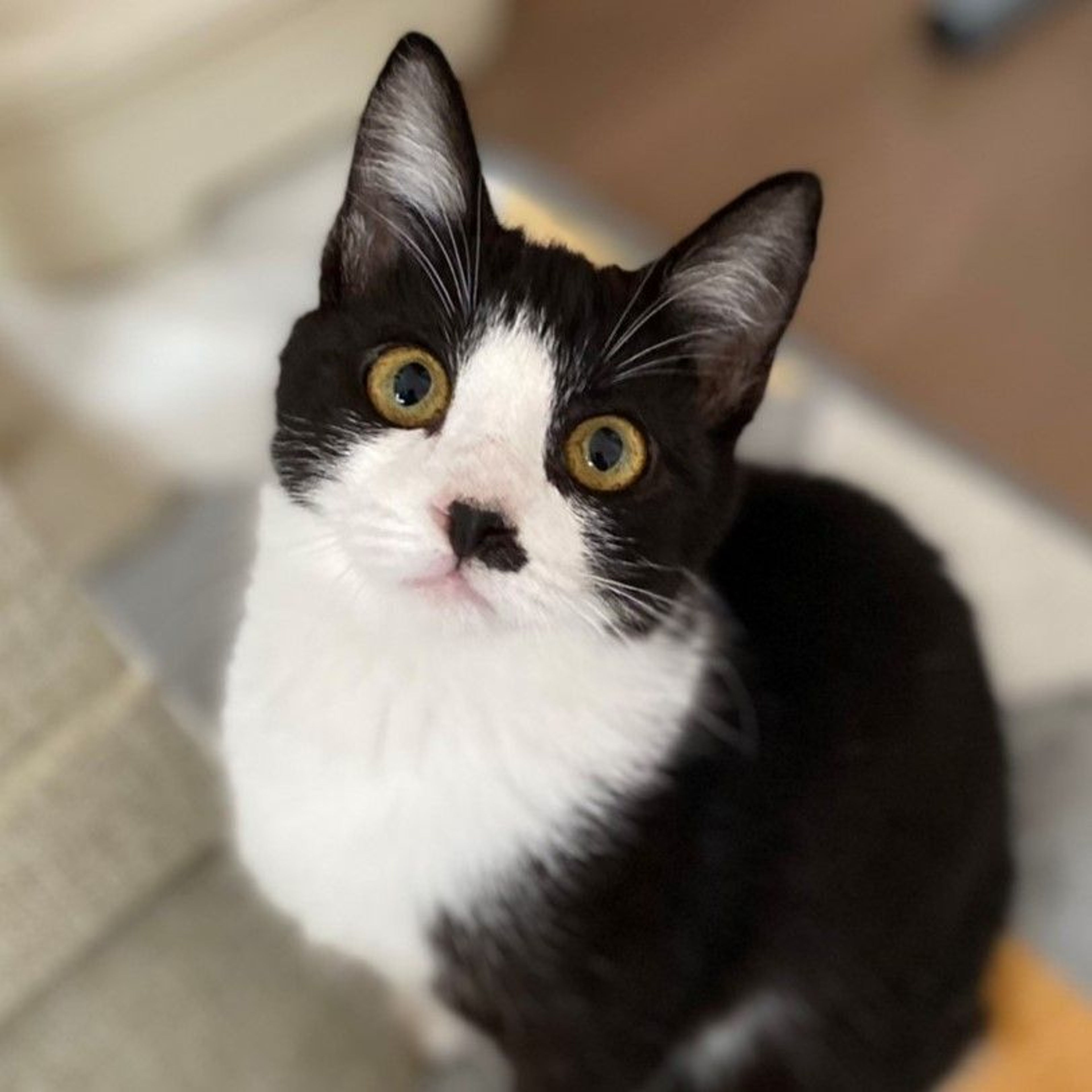 雑種（ミックス猫）・オスの里親募集の写真