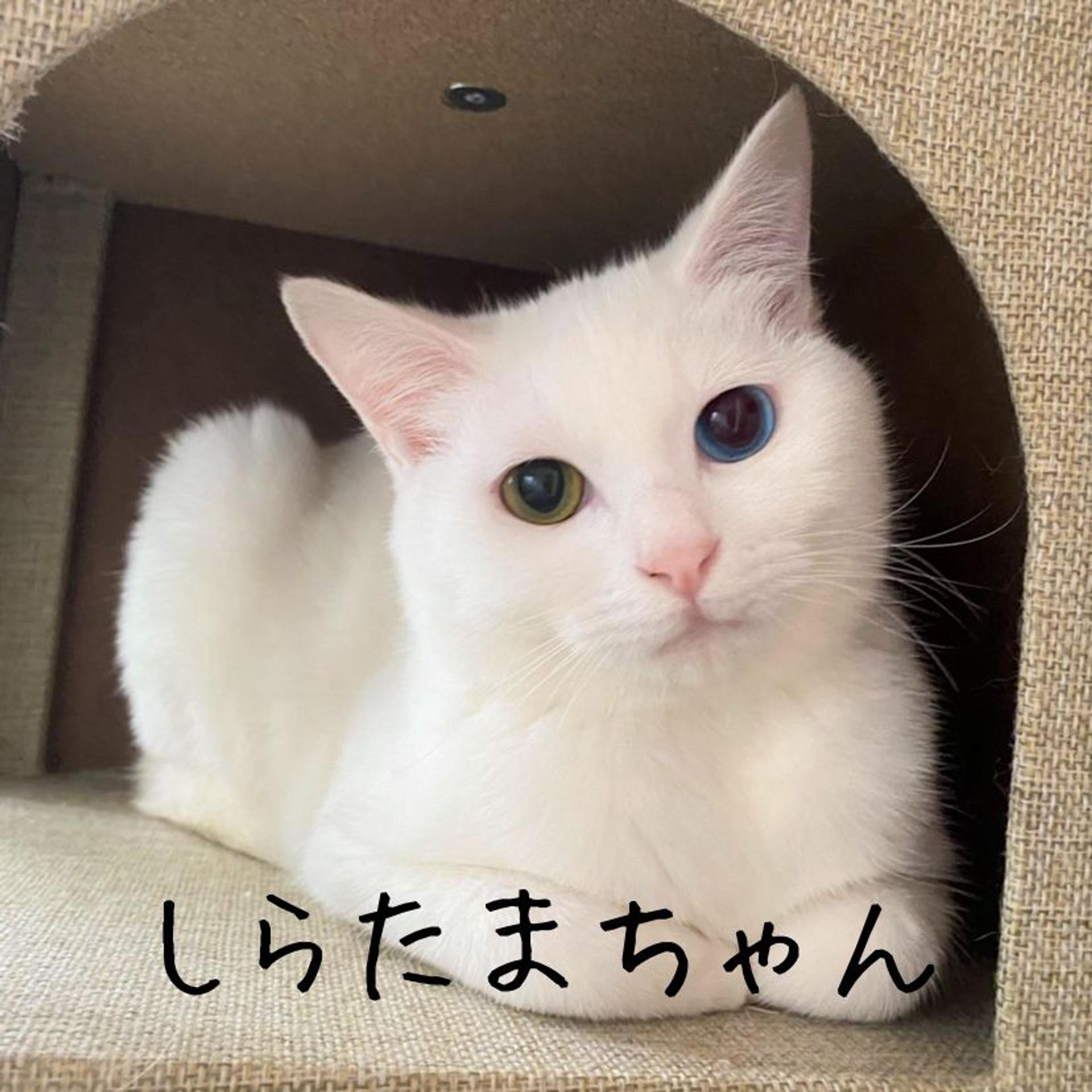 pet-image-8