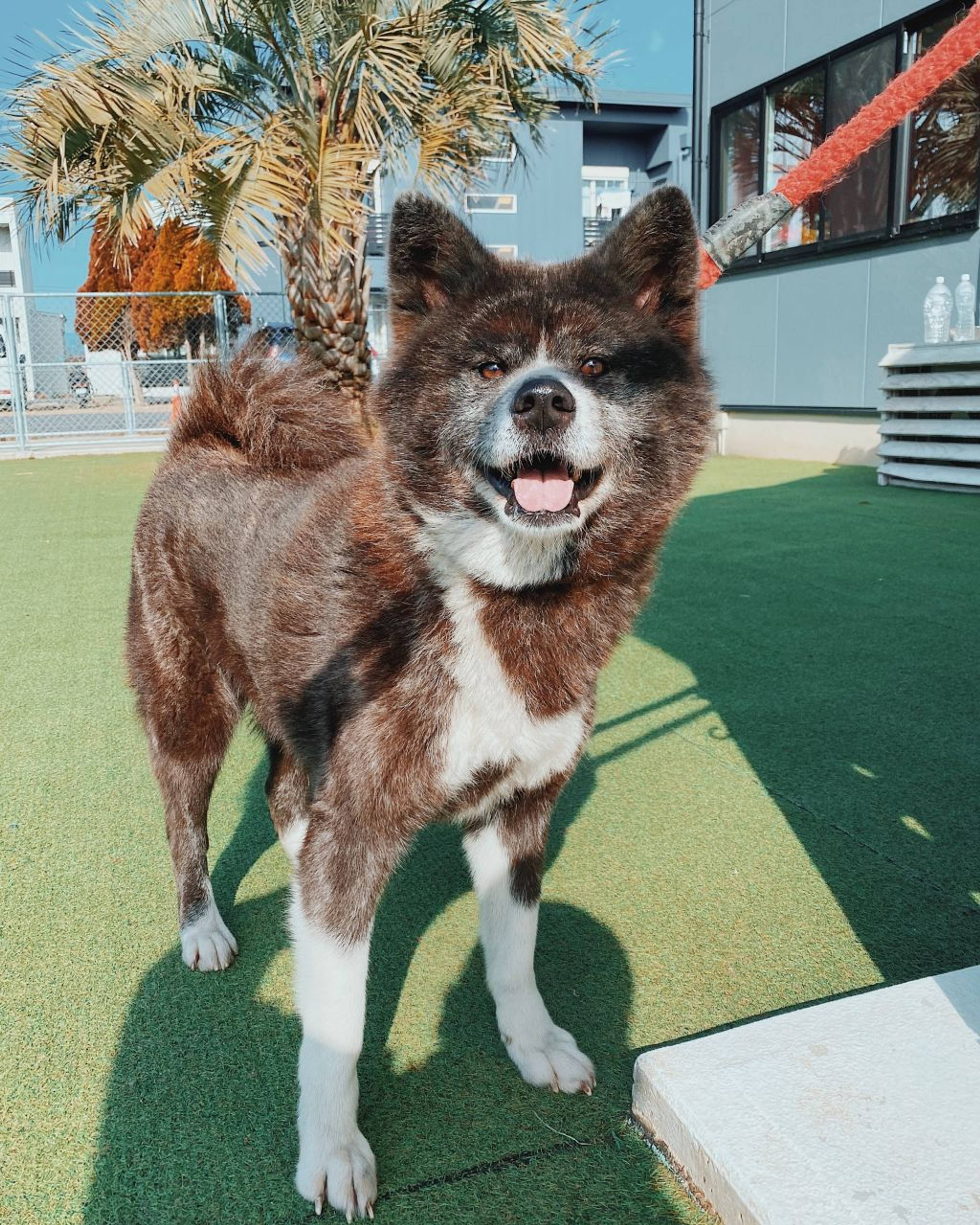 秋田犬・メスの里親募集の写真