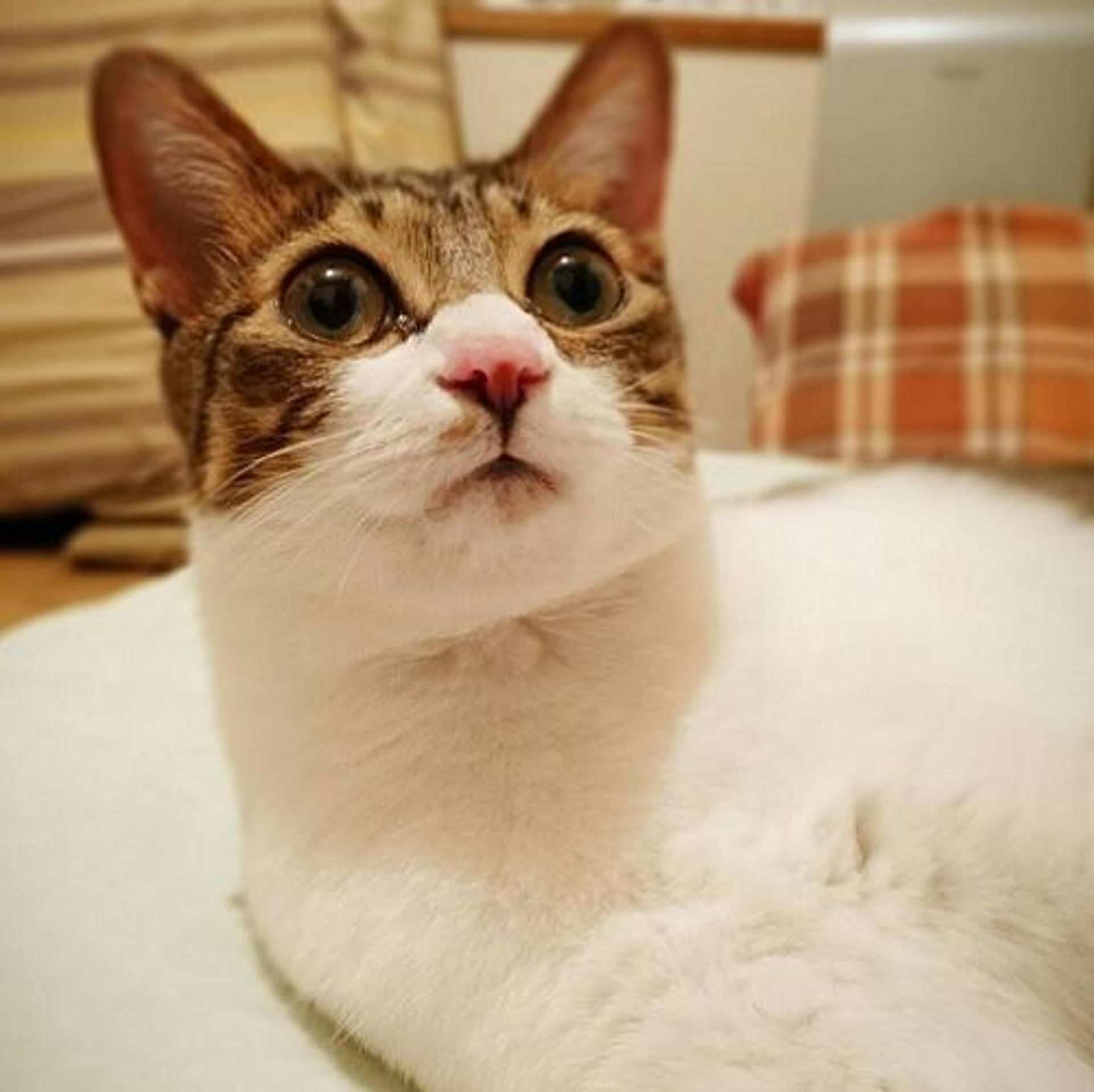 pet-image-2