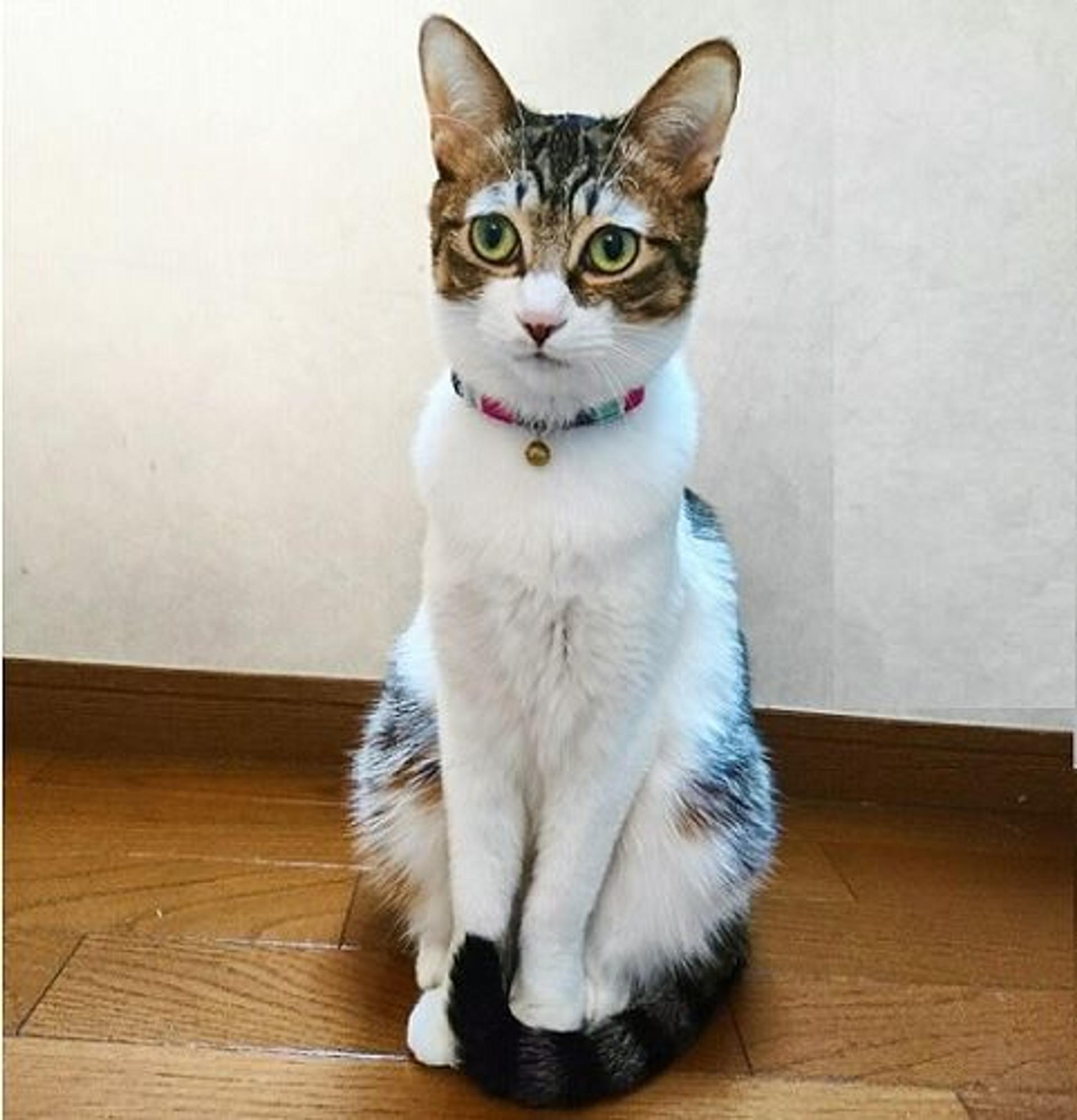 pet-image-3