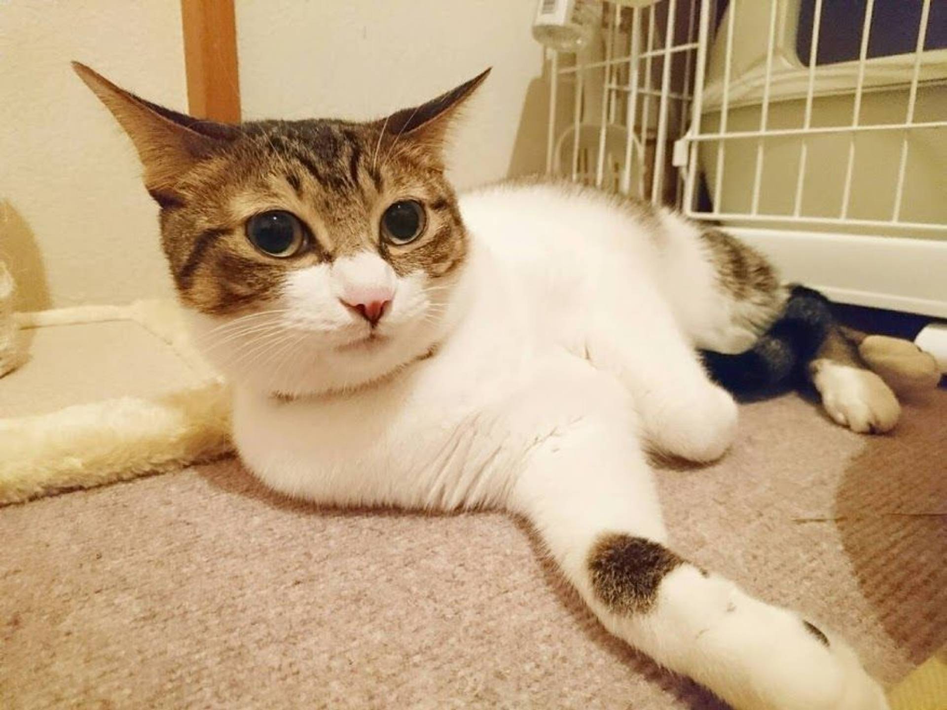 雑種（ミックス猫）・メスの里親募集の写真