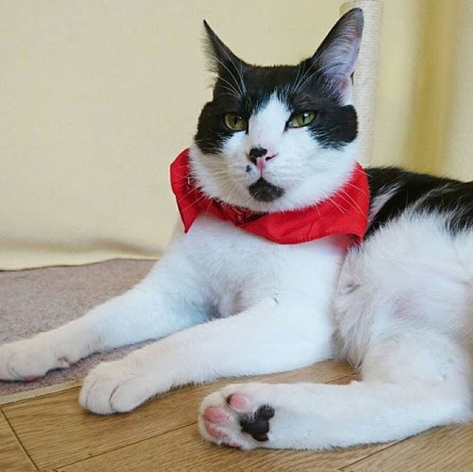 雑種（ミックス猫）・オスの里親募集の写真