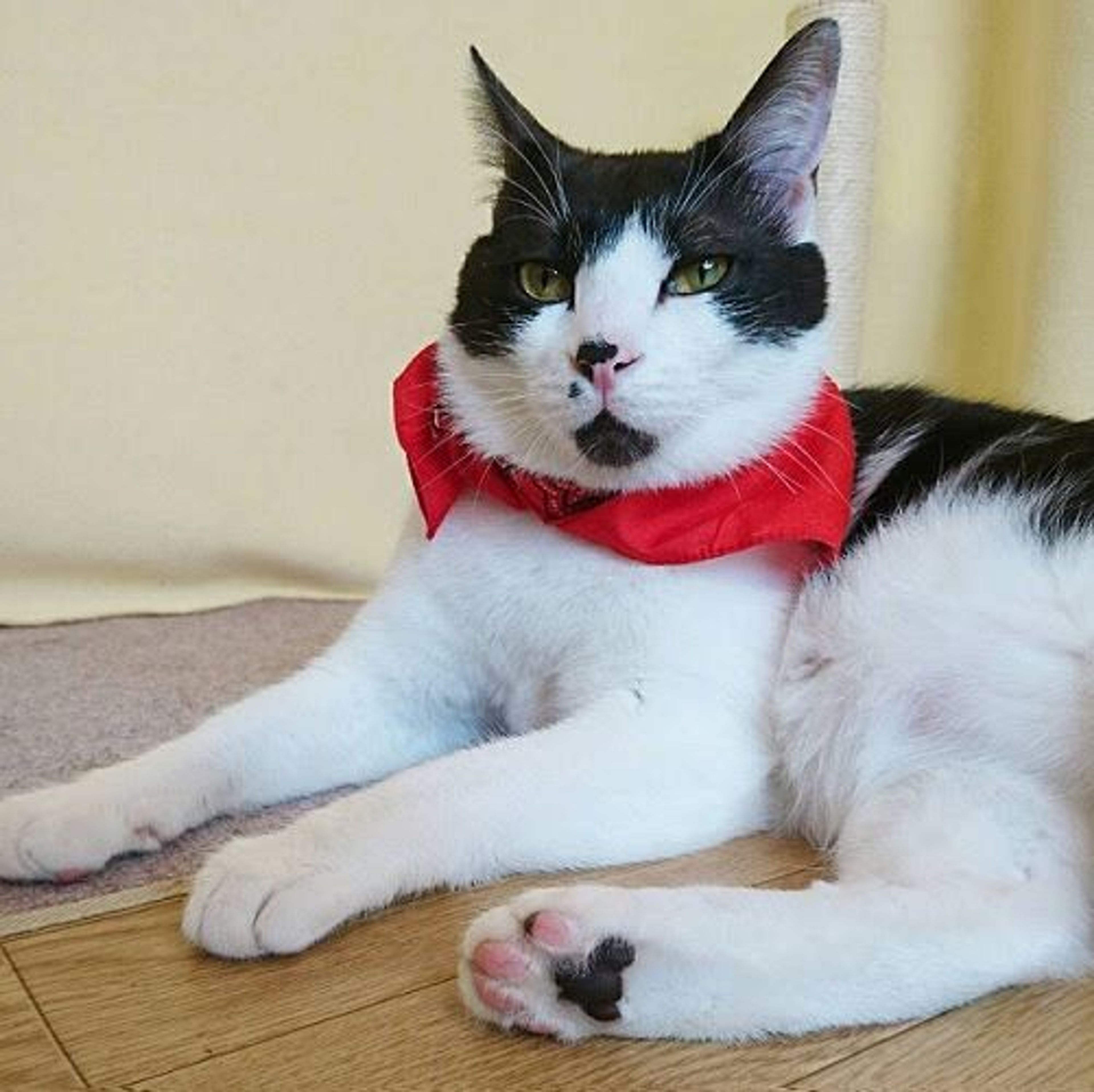 雑種（ミックス猫）・オスの里親募集の写真