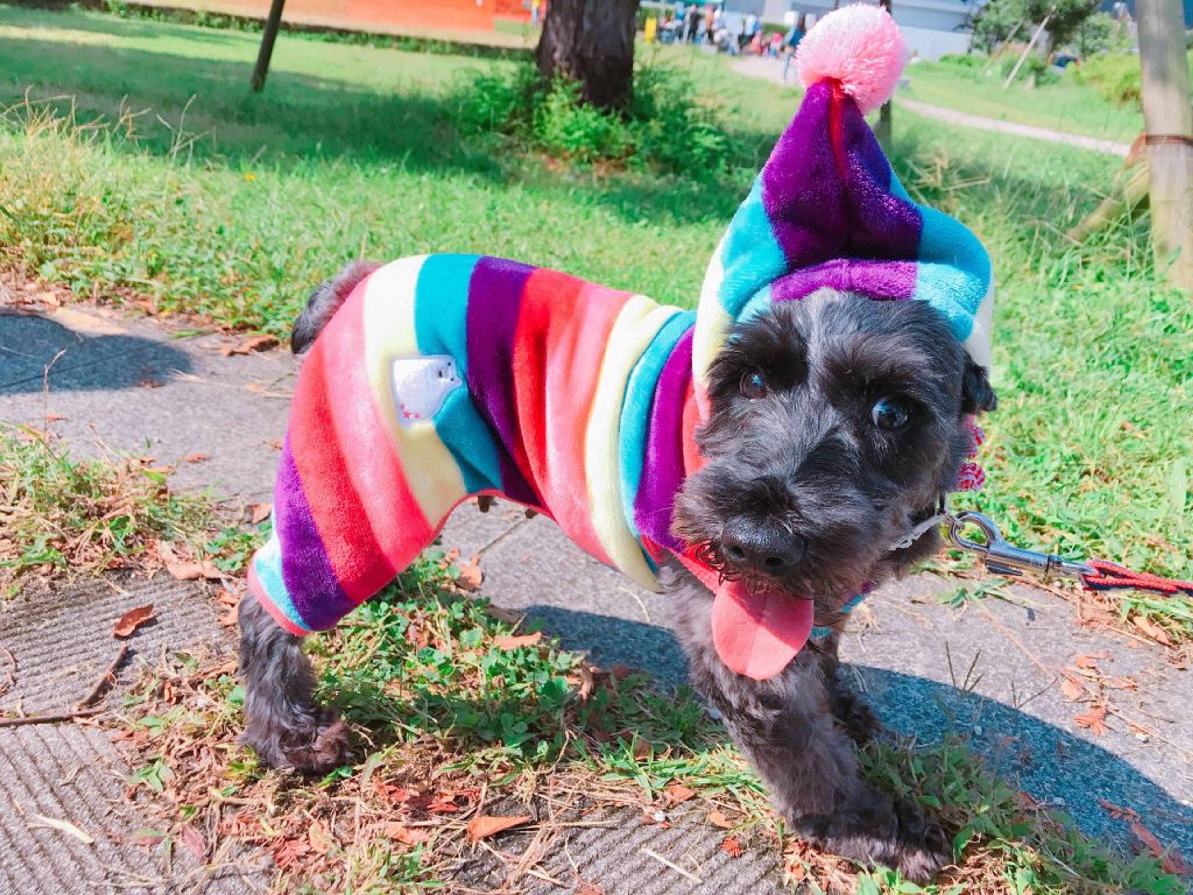 ミニチュア・シュナウザー・メスの里親募集の写真