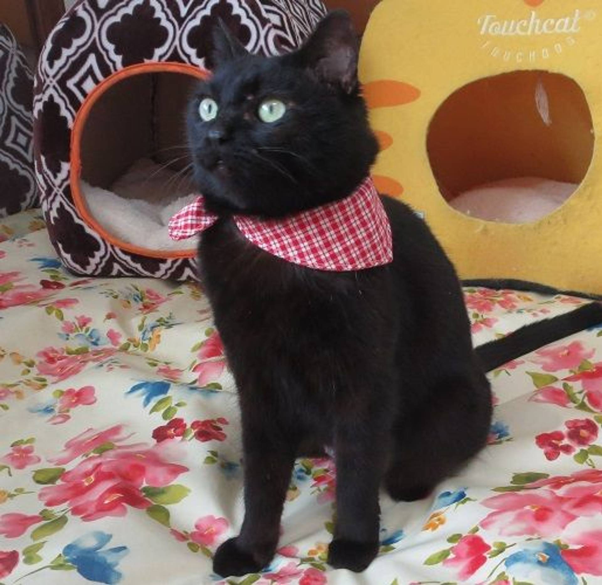雑種（ミックス猫）・メスの里親募集の写真
