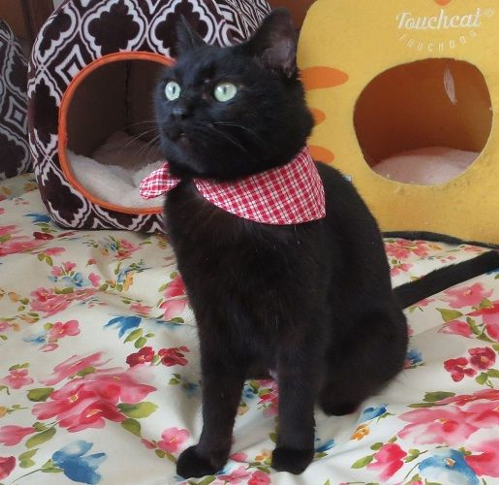 雑種（ミックス猫）・メスの里親募集の写真