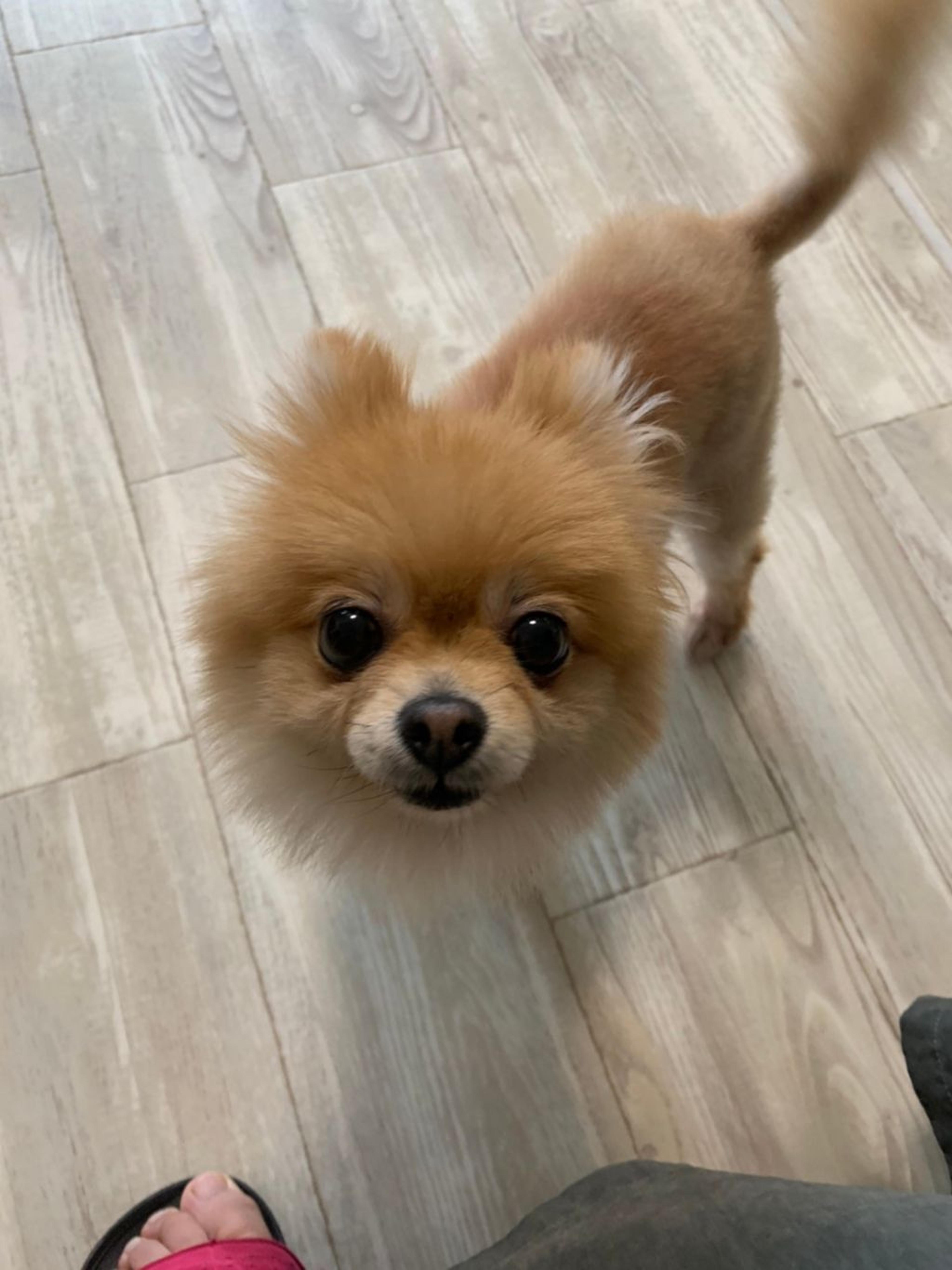 pet-image-2