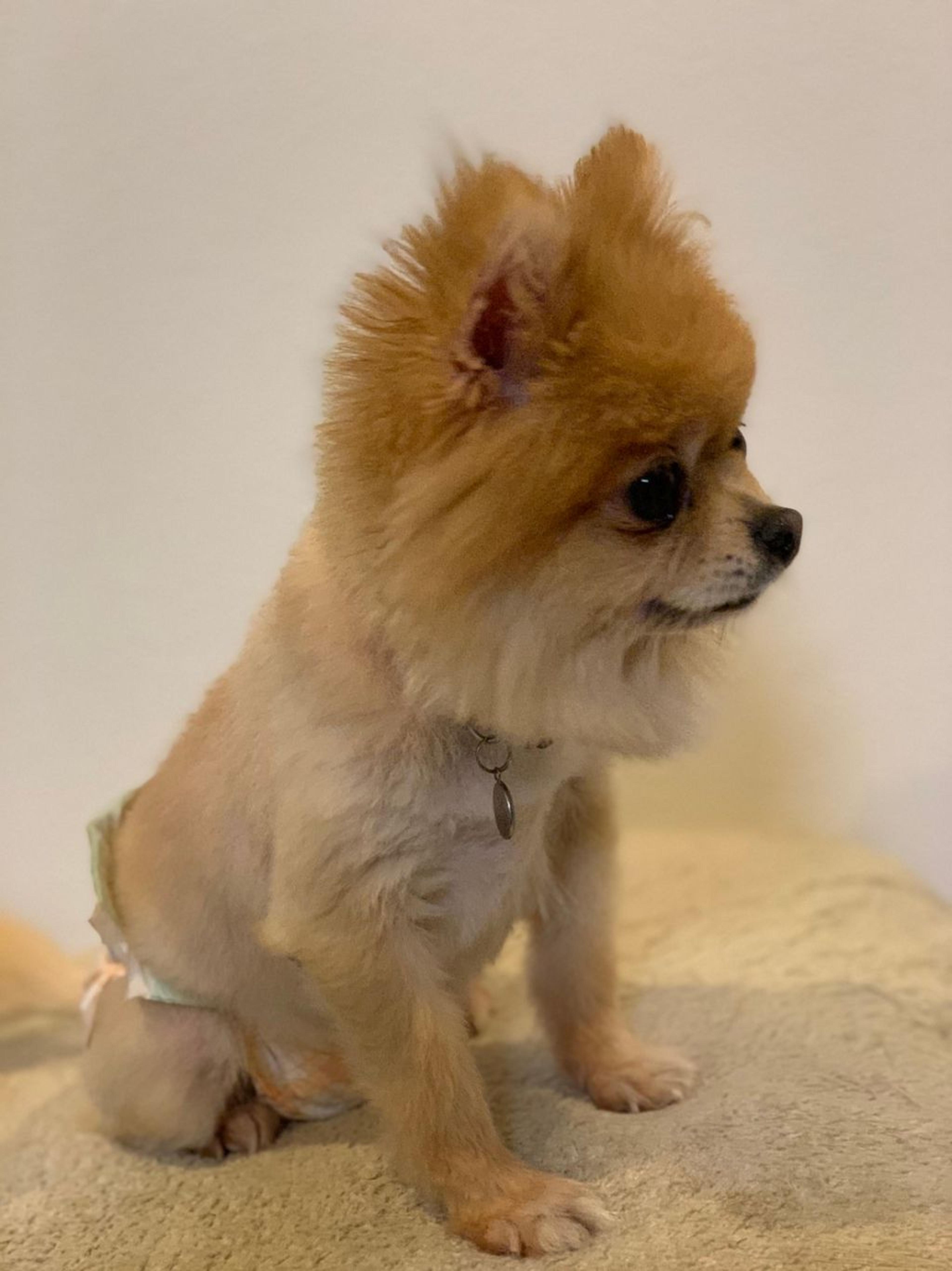 pet-image-3