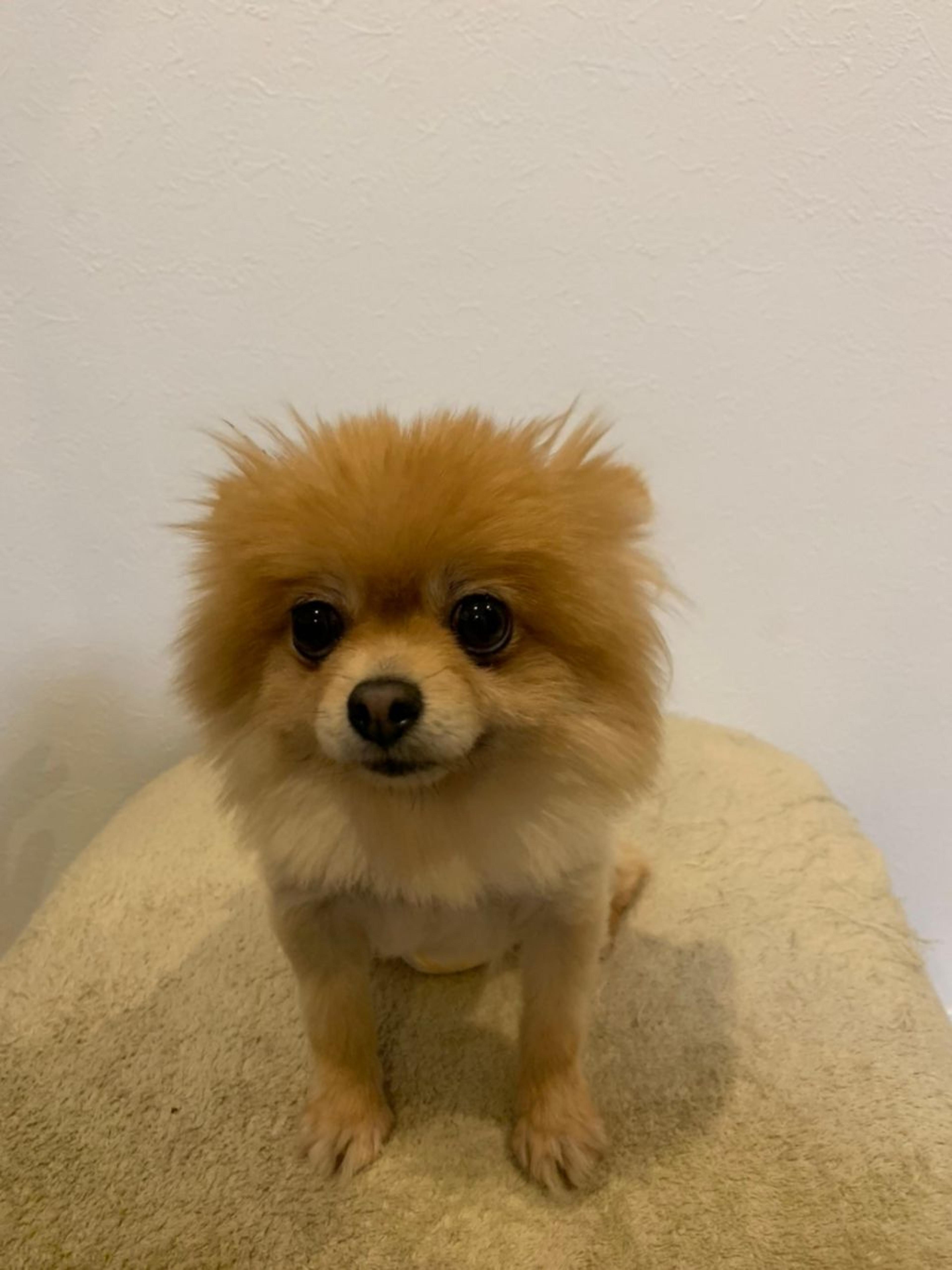 pet-image-4