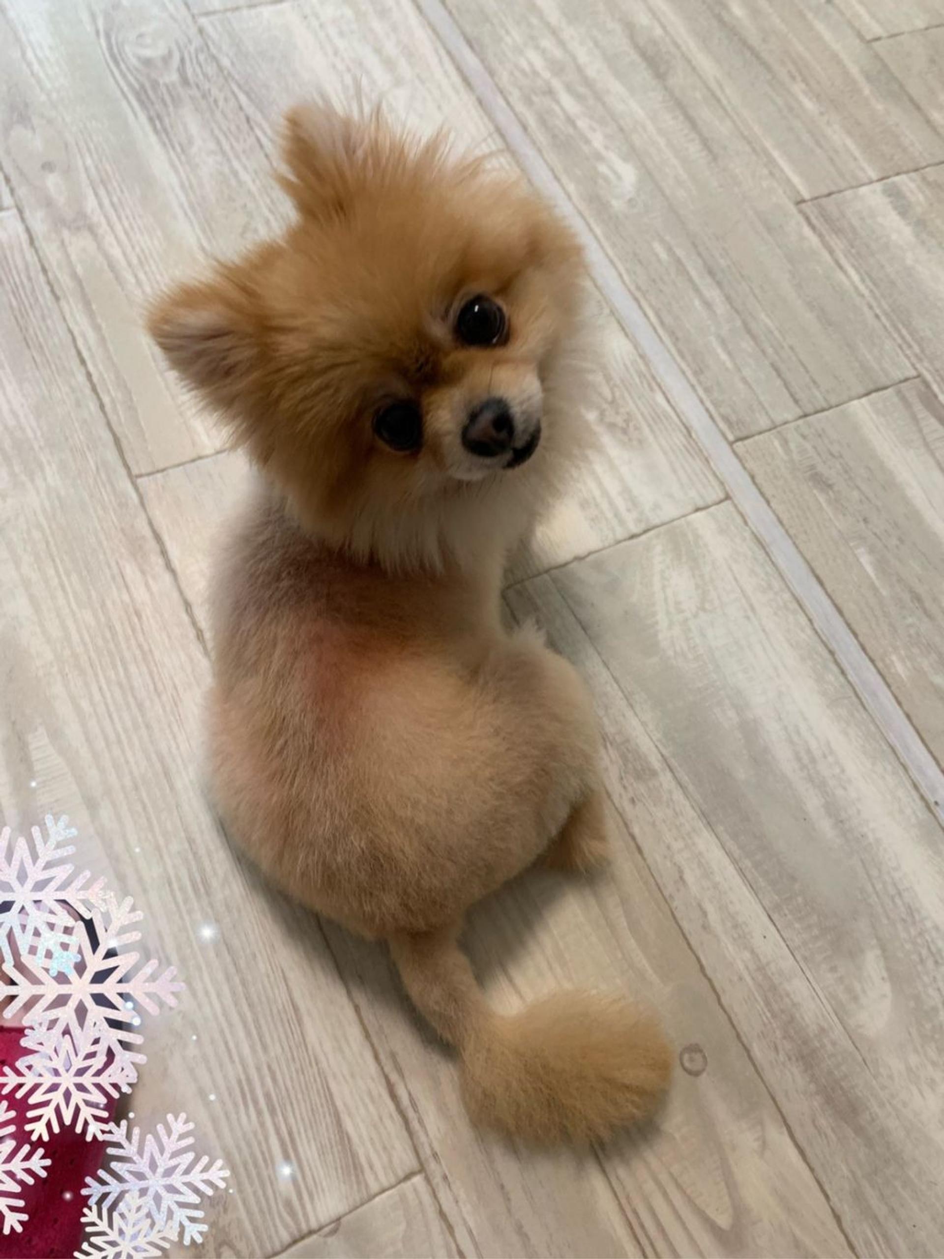 pet-image-5