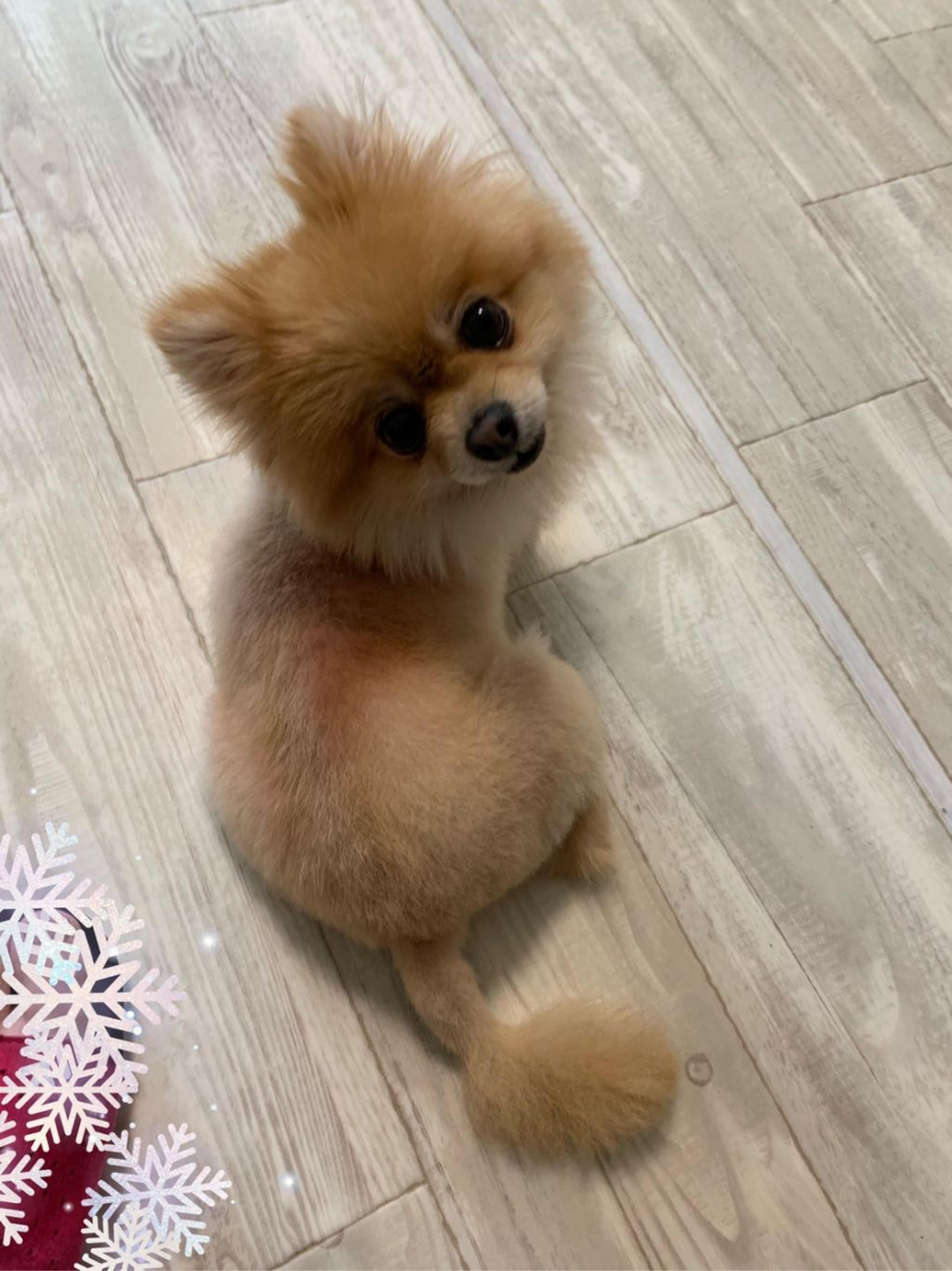 pet-image-5