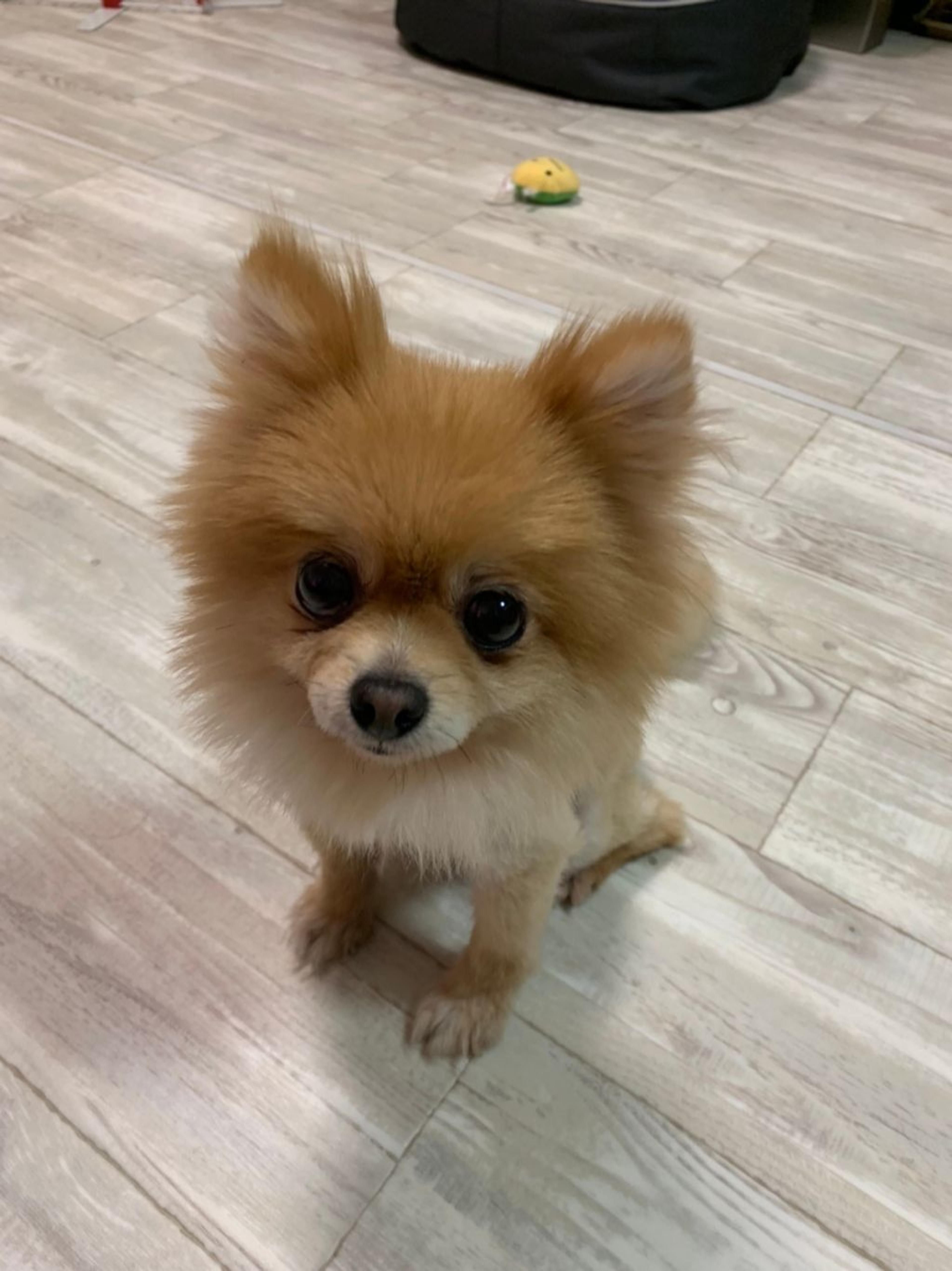 pet-image-6