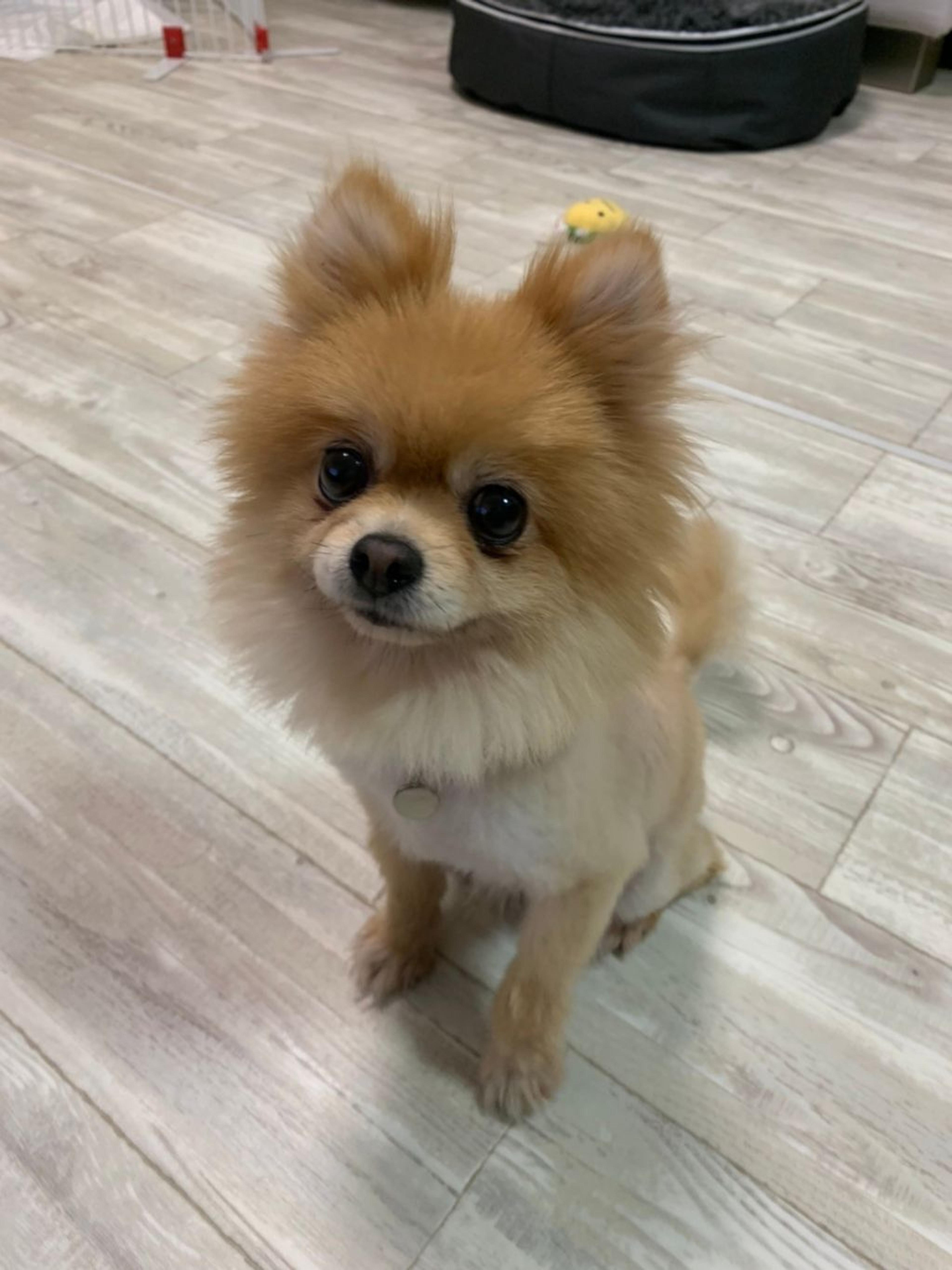 pet-image-7