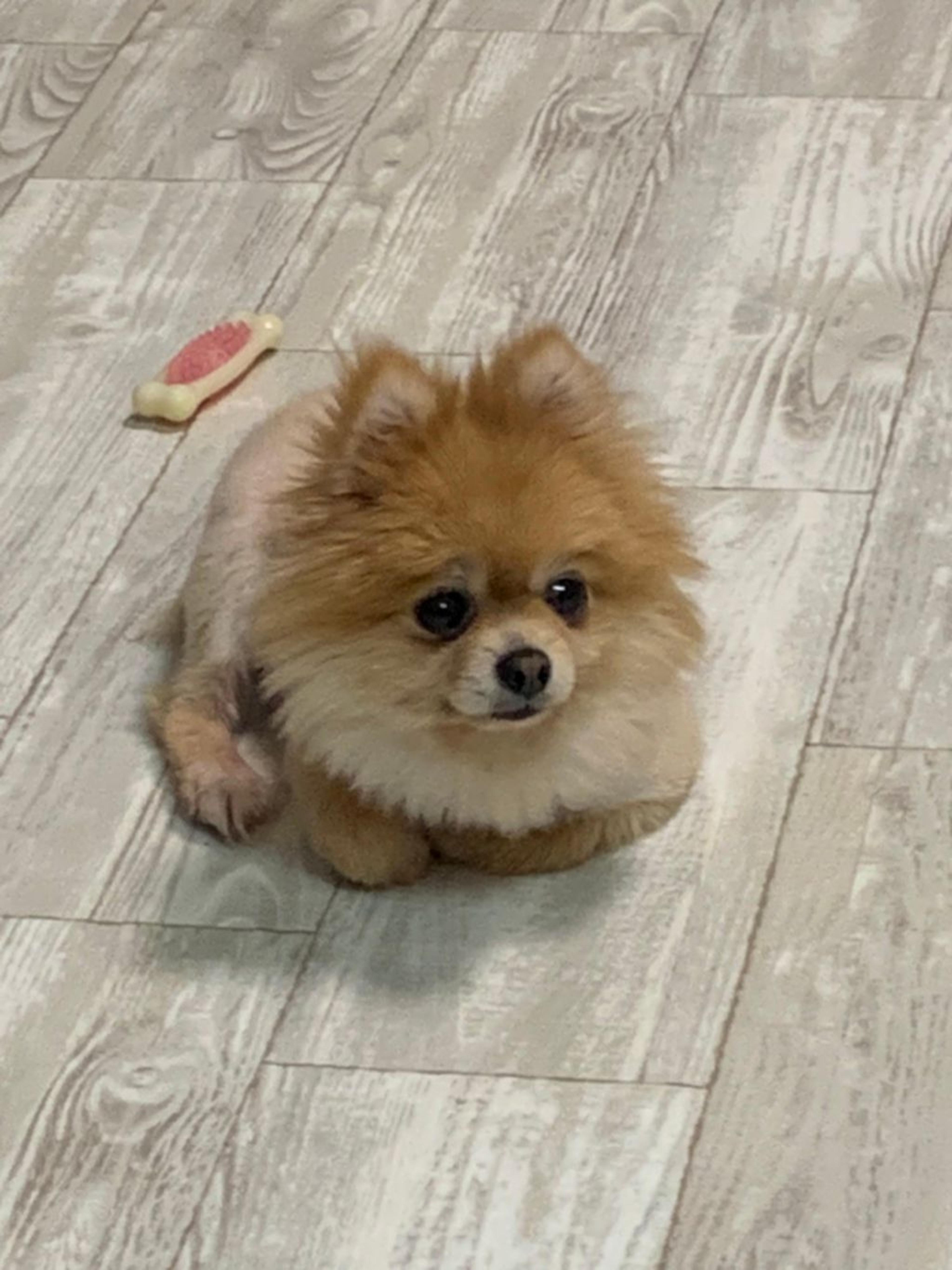 pet-image-8
