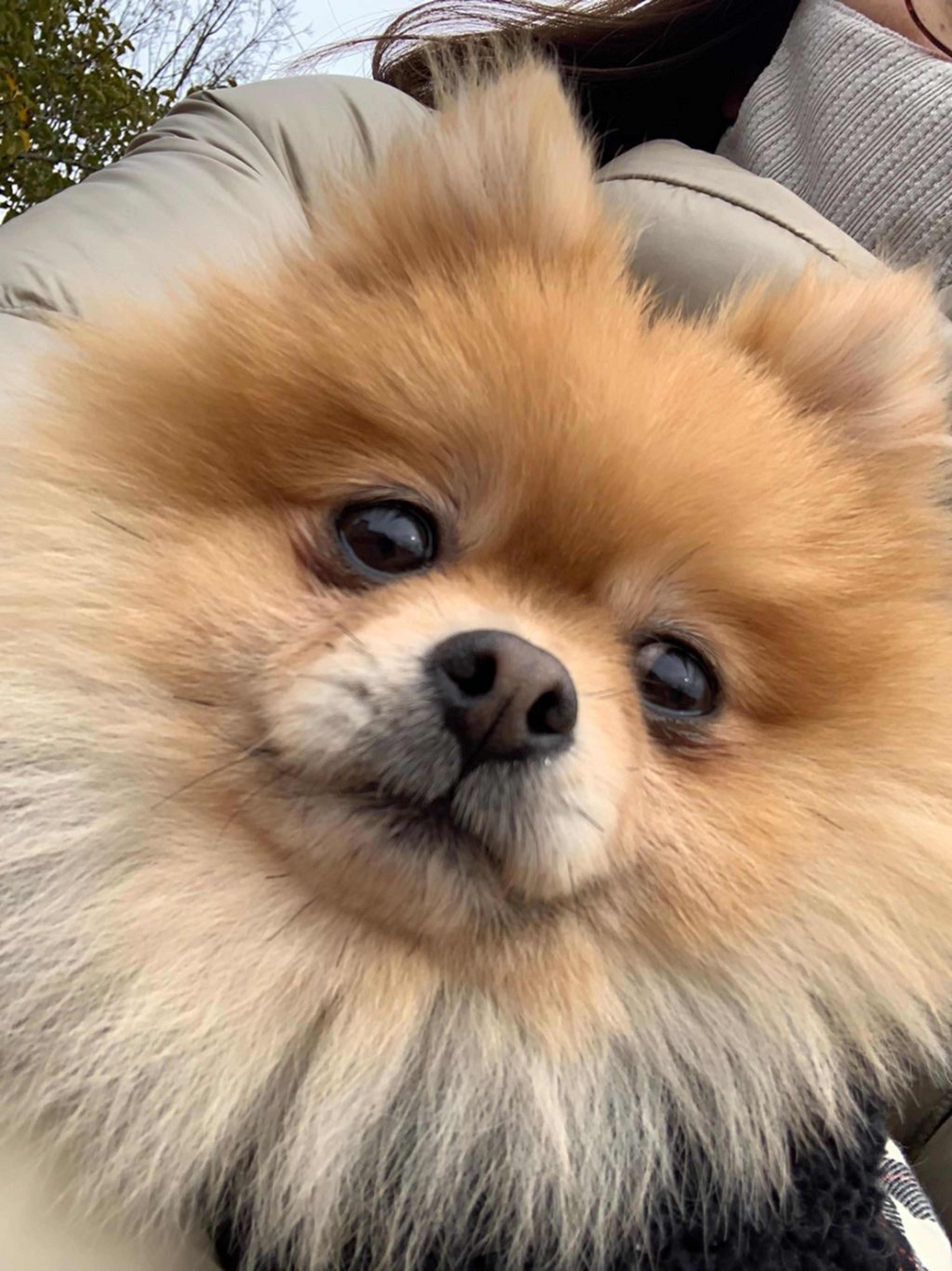 pet-image-9