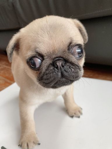 おにぎり