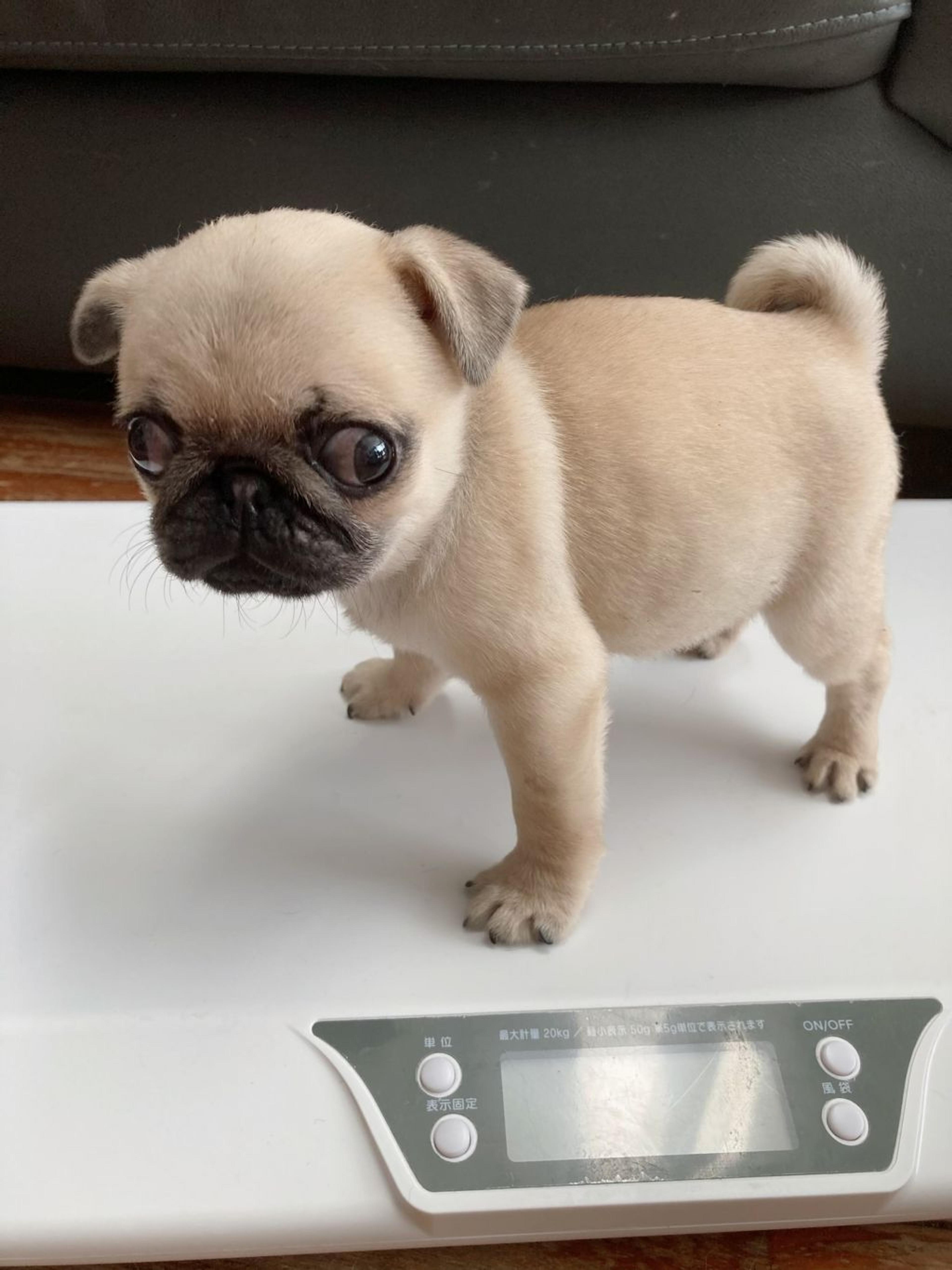 pet-image-2