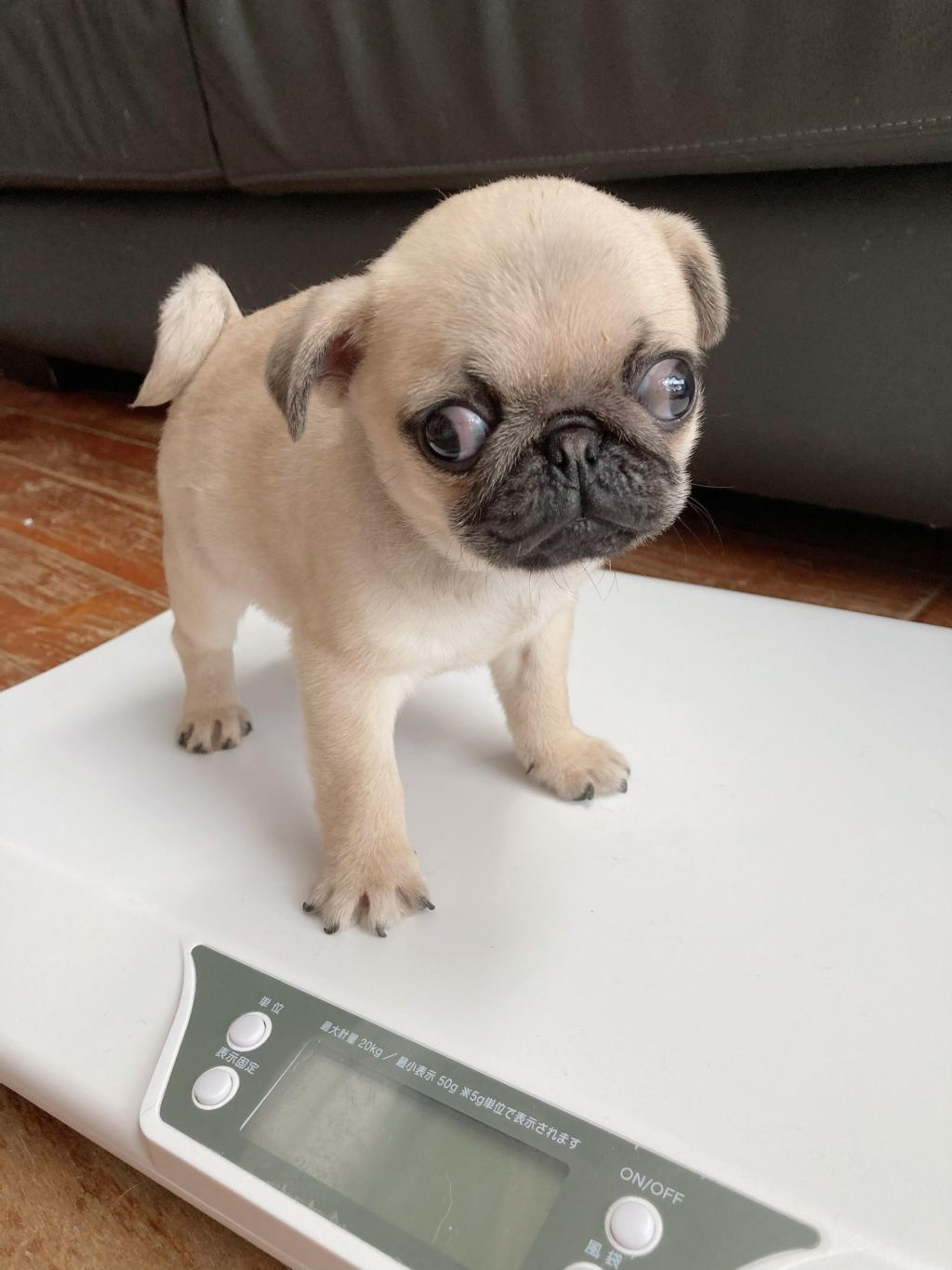 pet-image-3