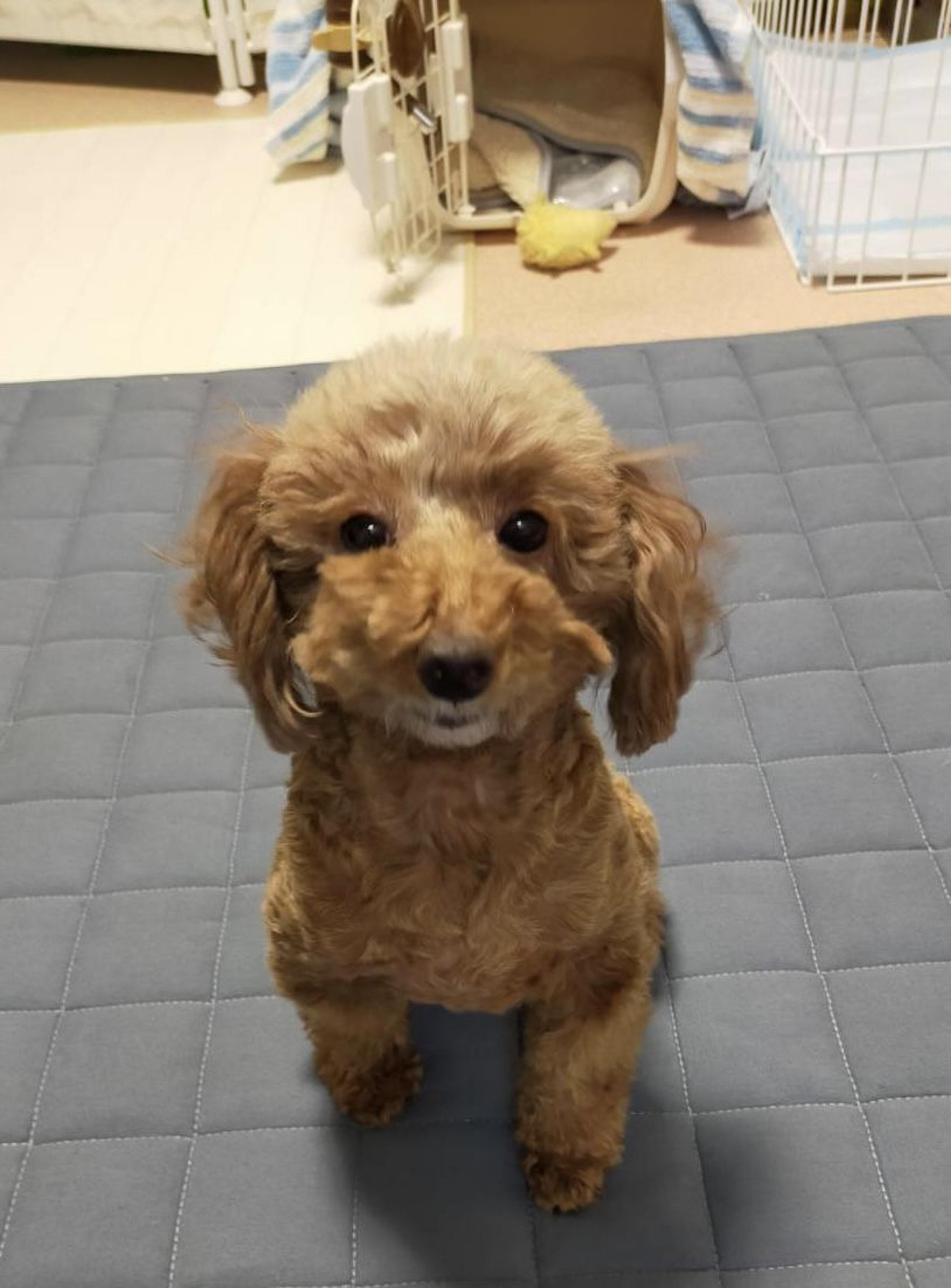 pet-image-2