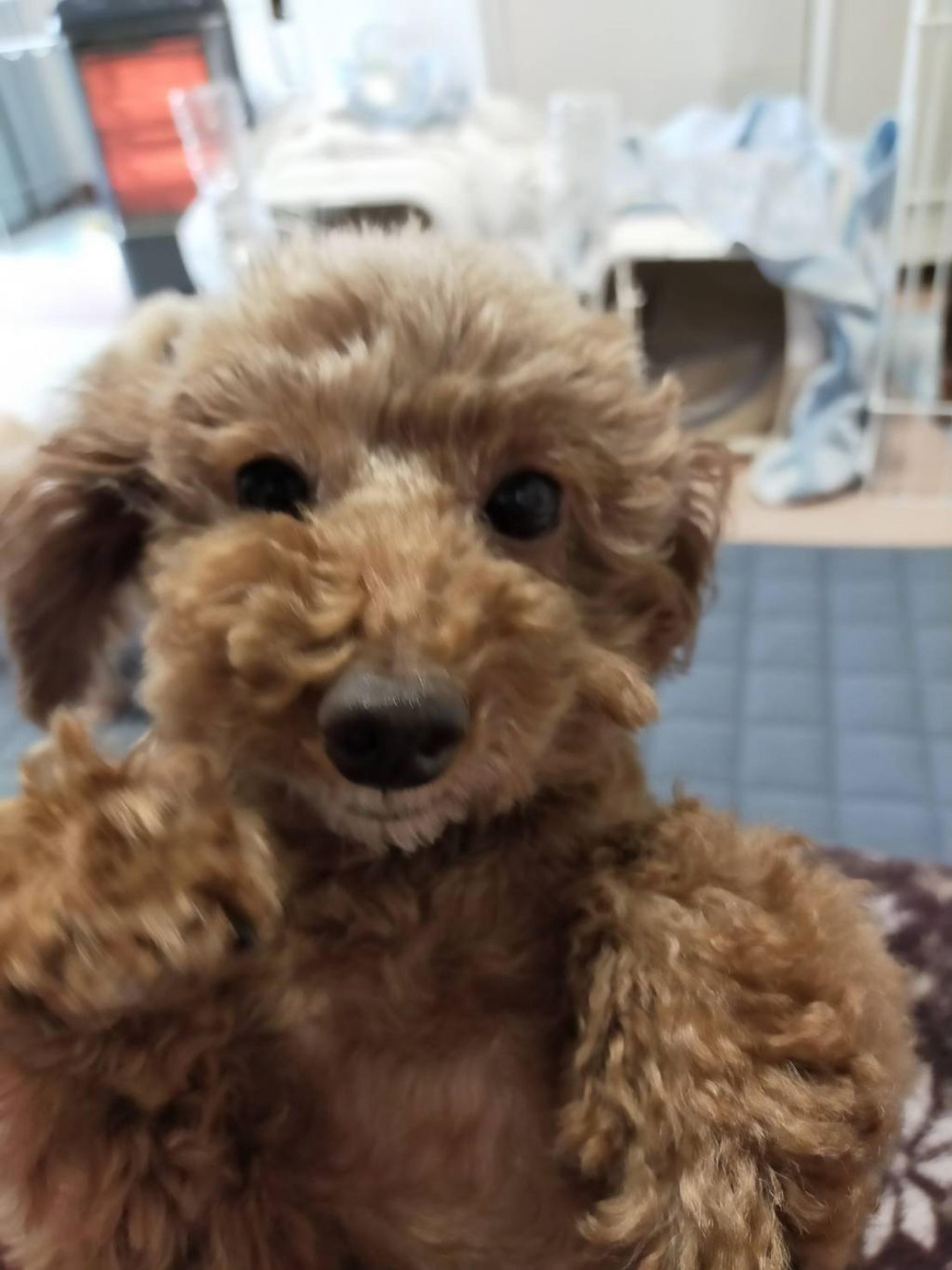 pet-image-3