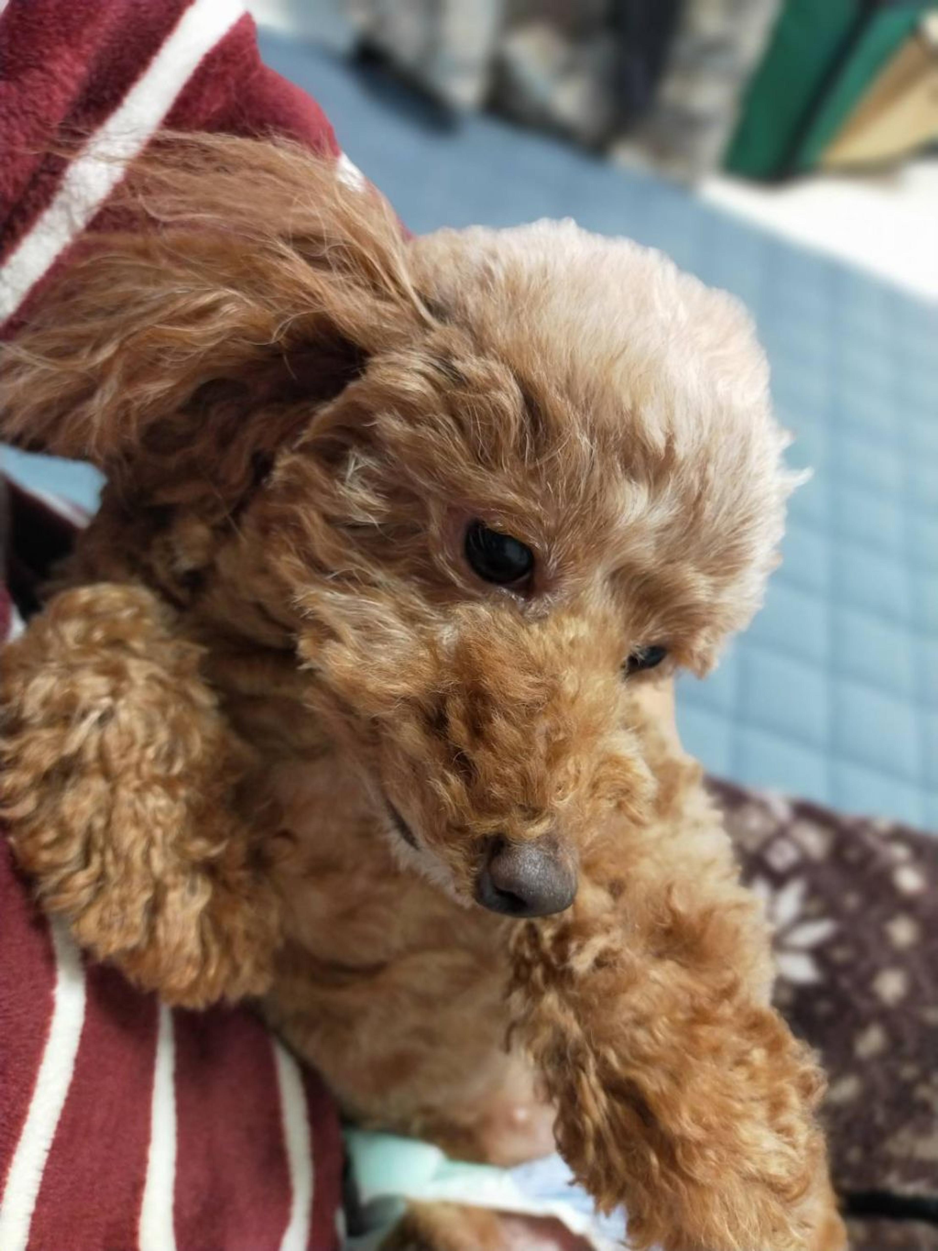 pet-image-4