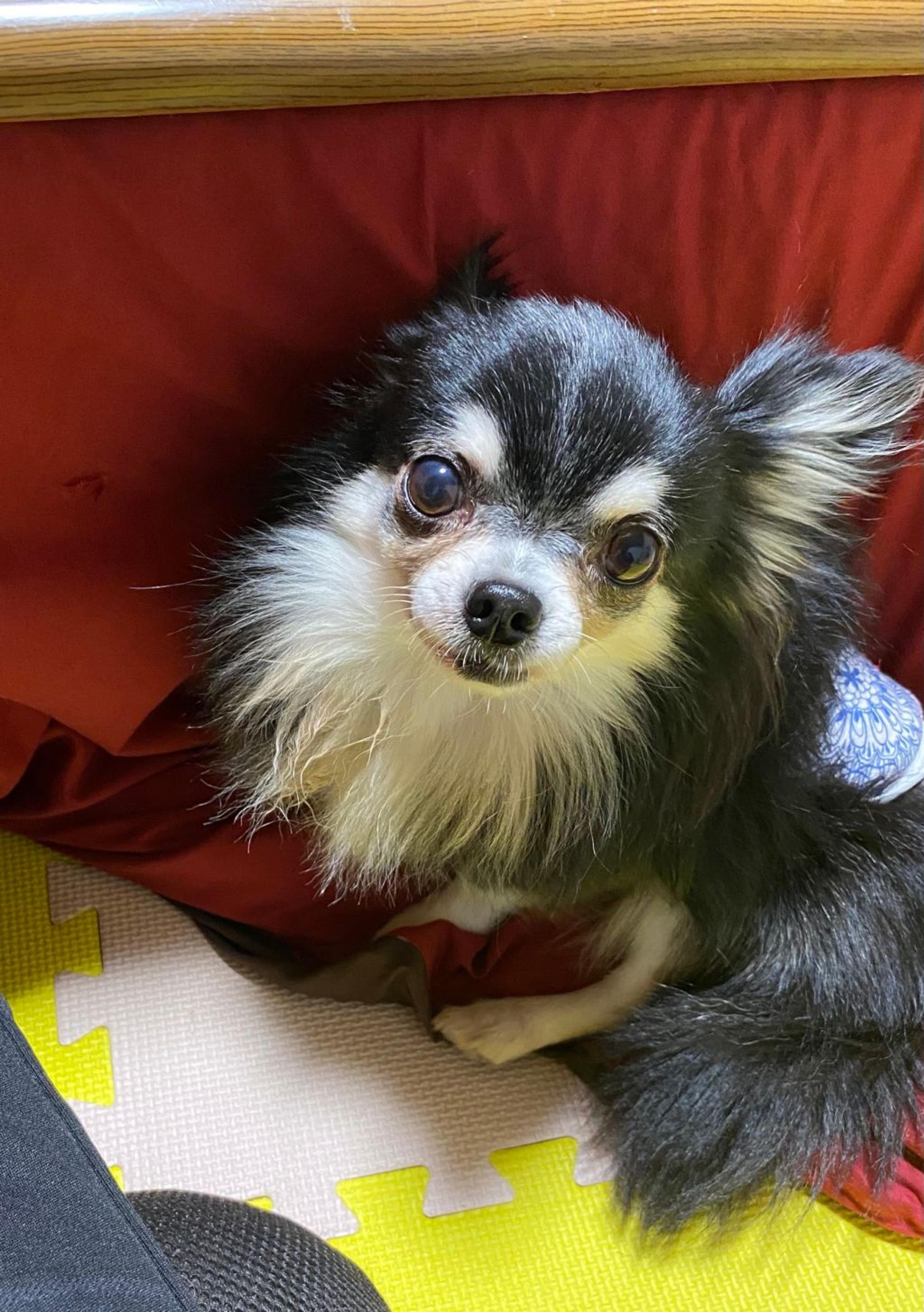 pet-image-2