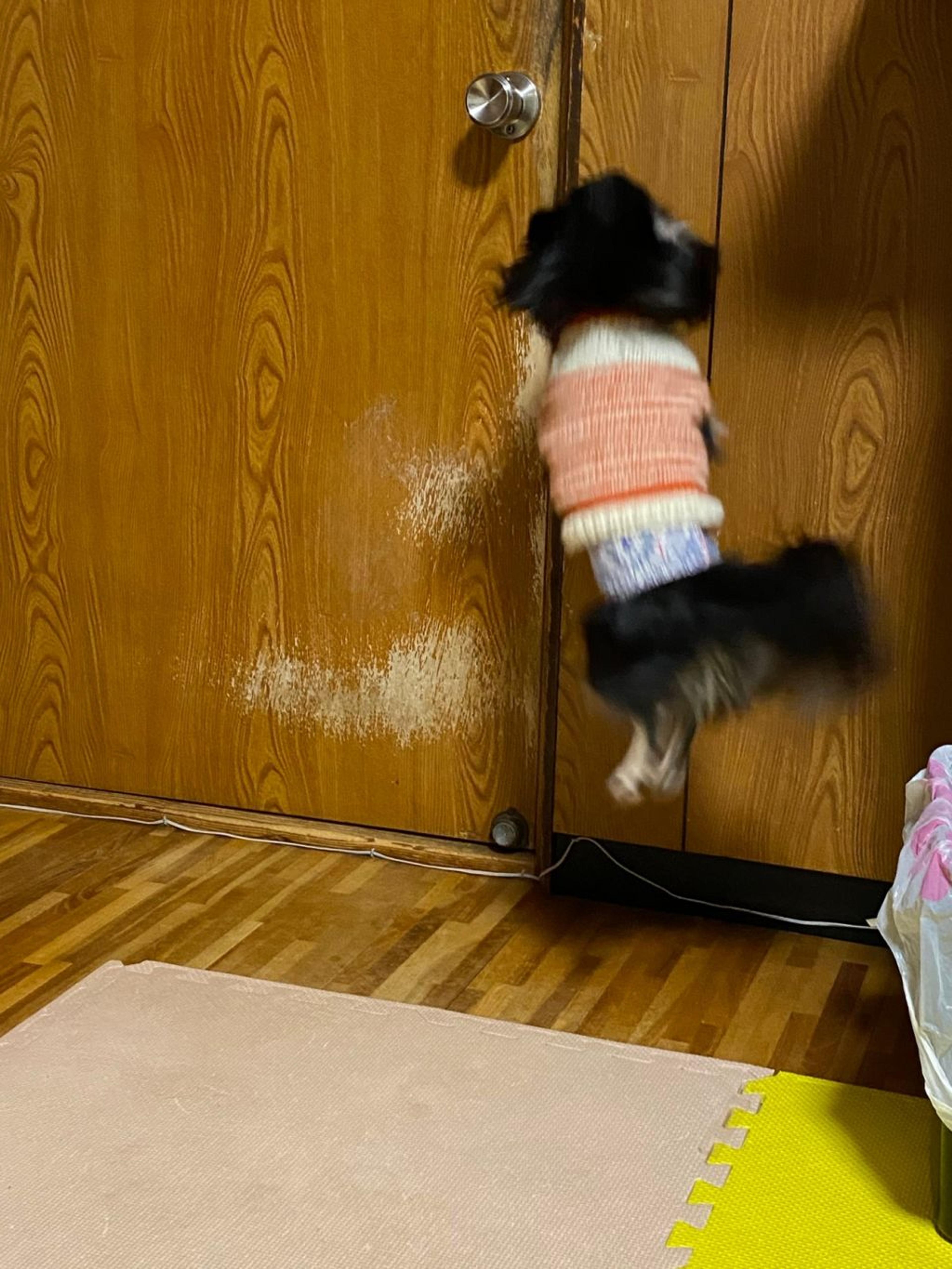 pet-image-4