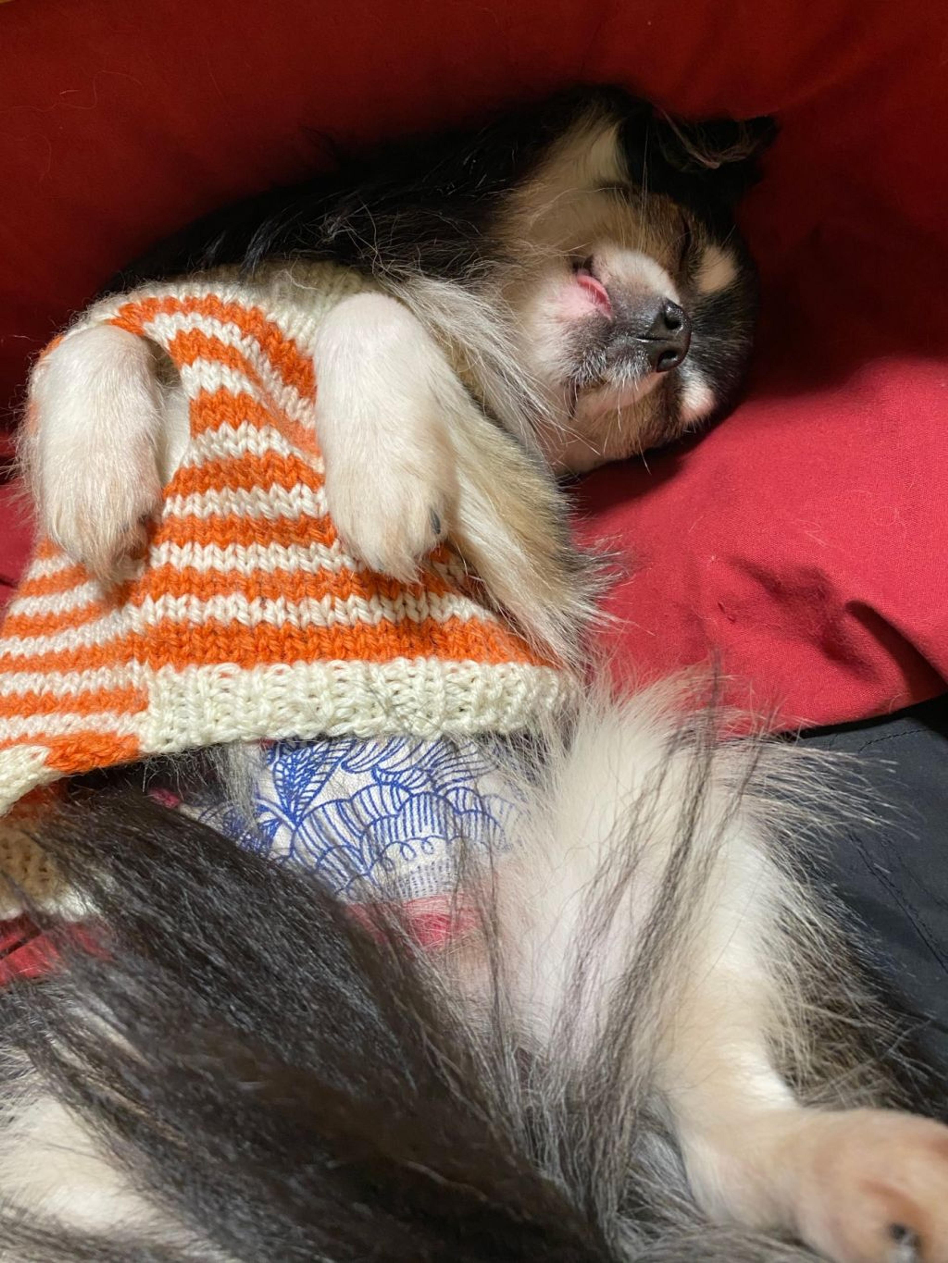 pet-image-5