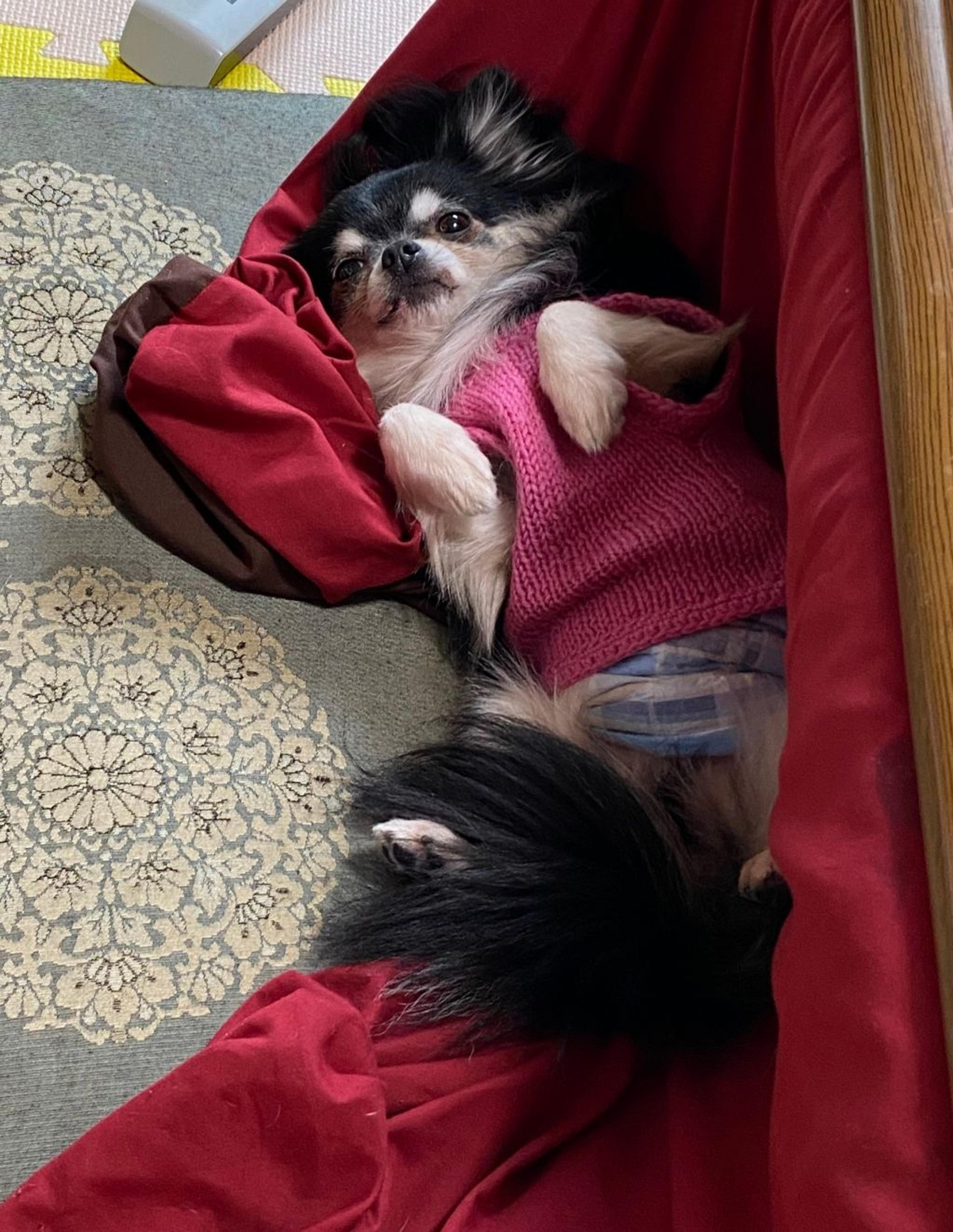 pet-image-6