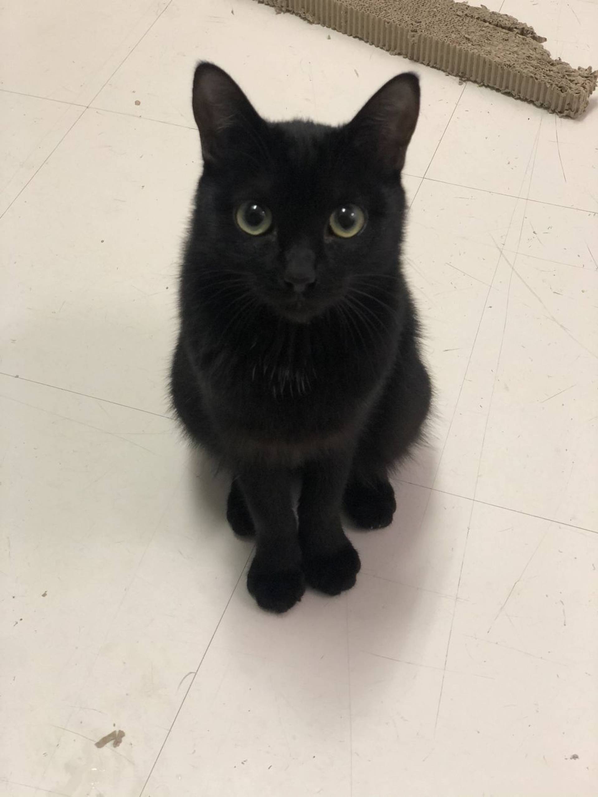雑種（ミックス猫）・メスの里親募集の写真