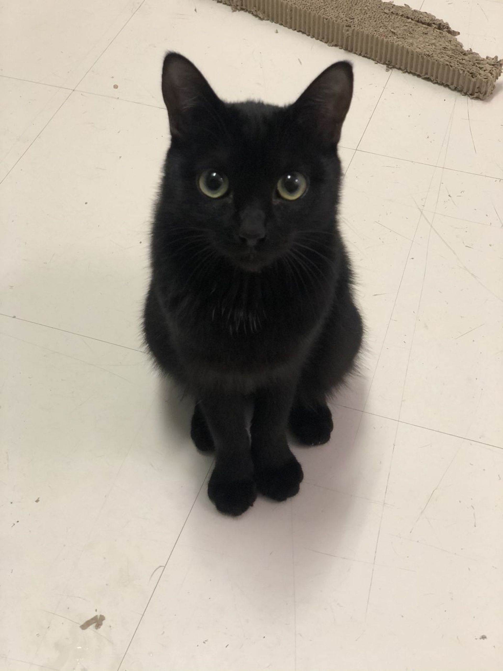 雑種（ミックス猫）・メスの里親募集の写真