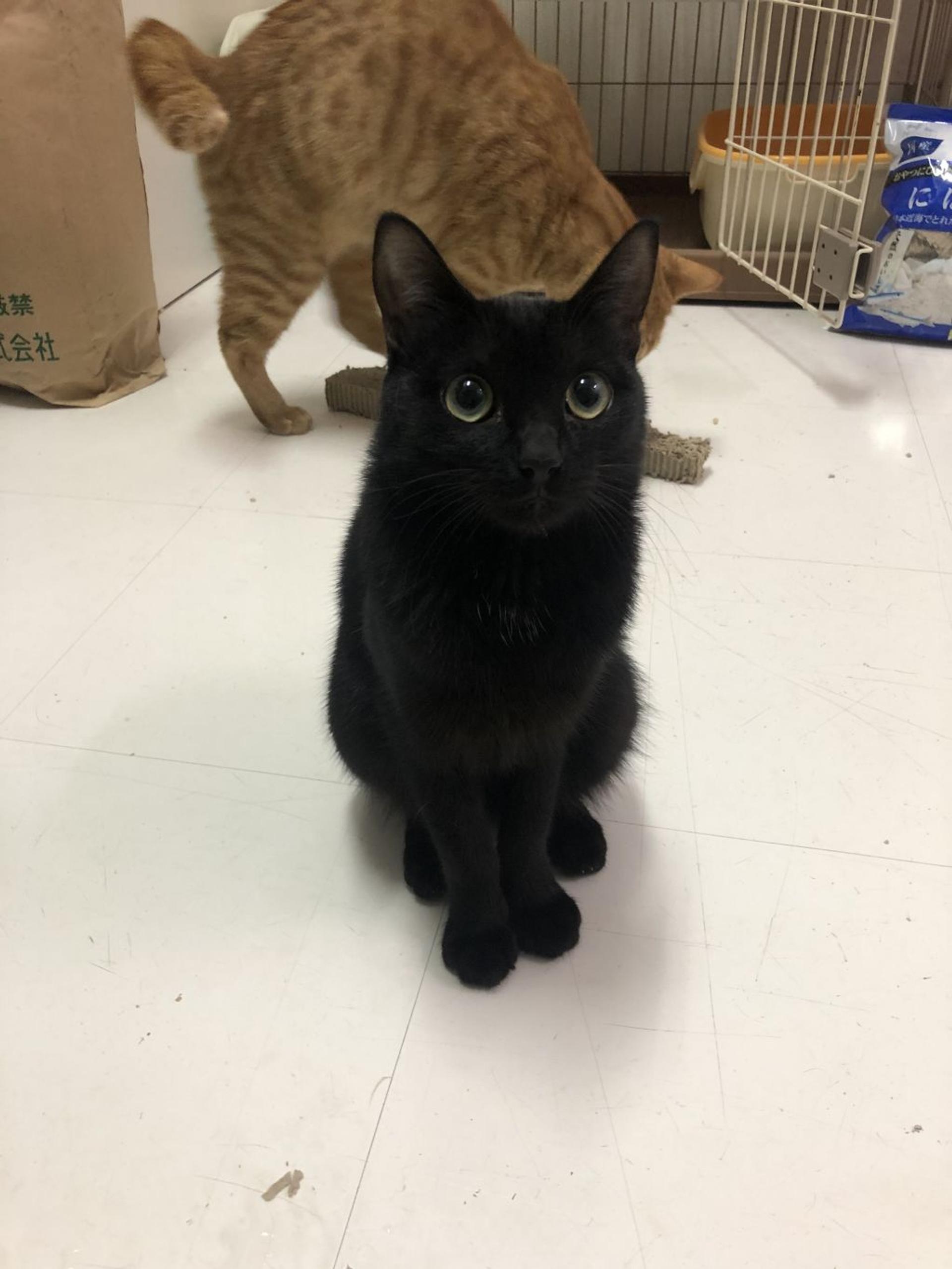pet-image-3