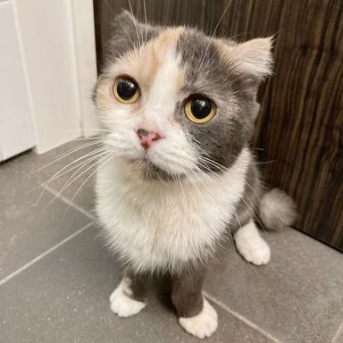チャーミーの写真