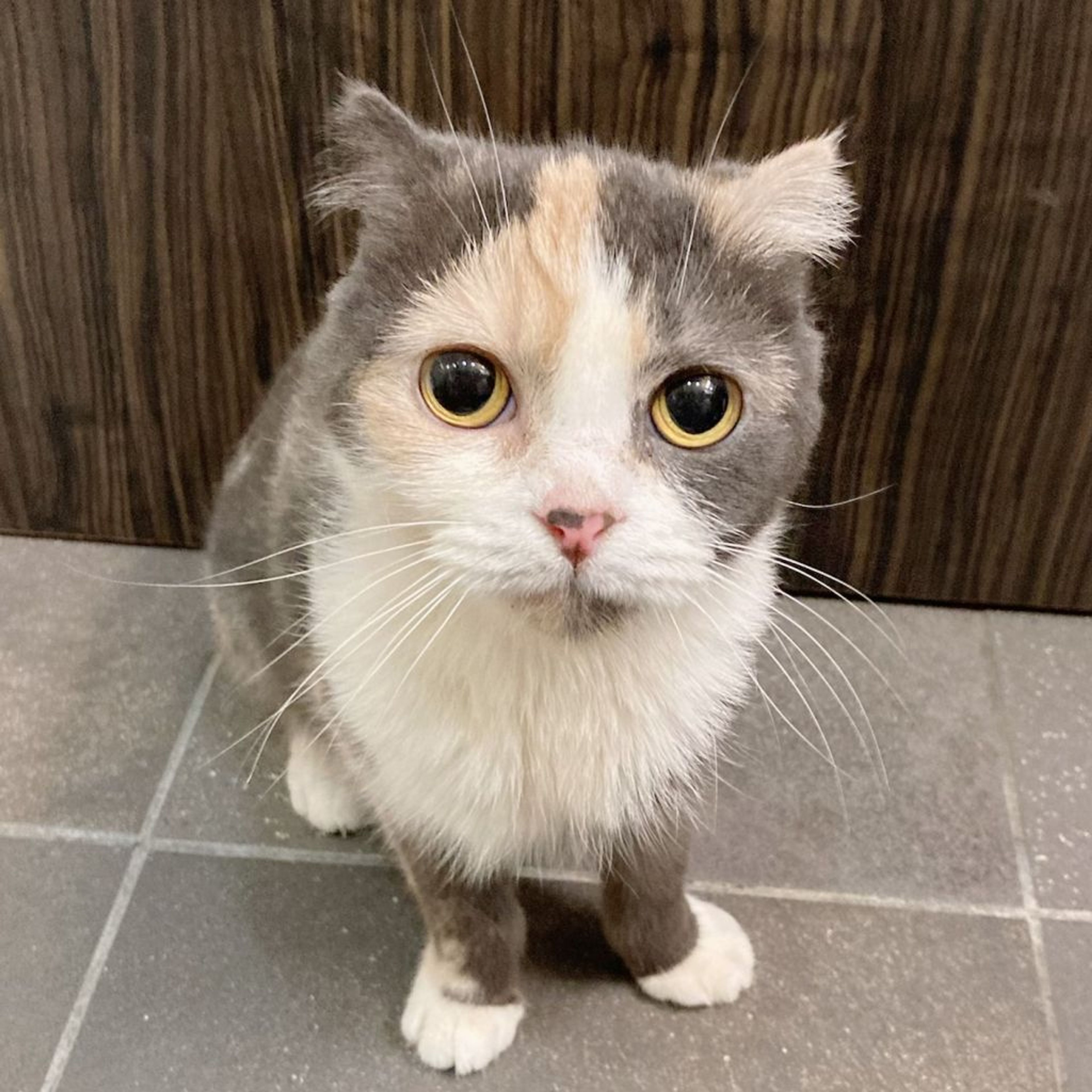 pet-image-4