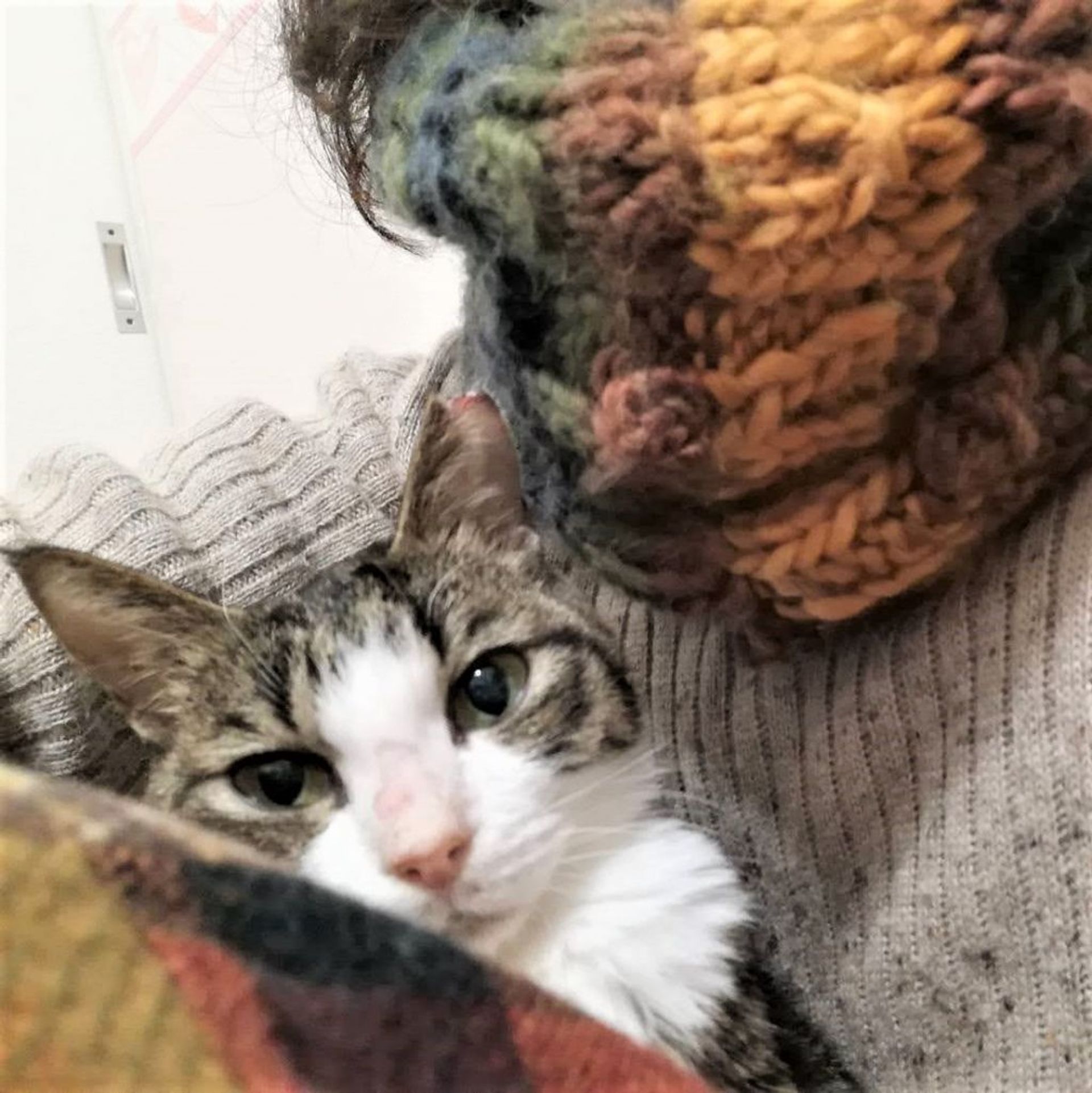 雑種（ミックス猫）・メスの里親募集の写真