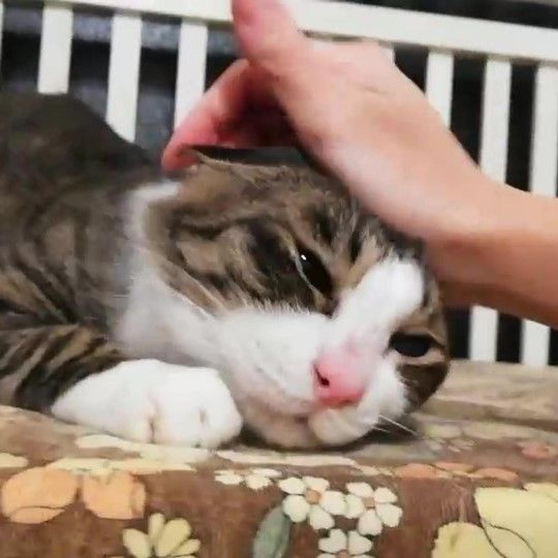 pet-image-4
