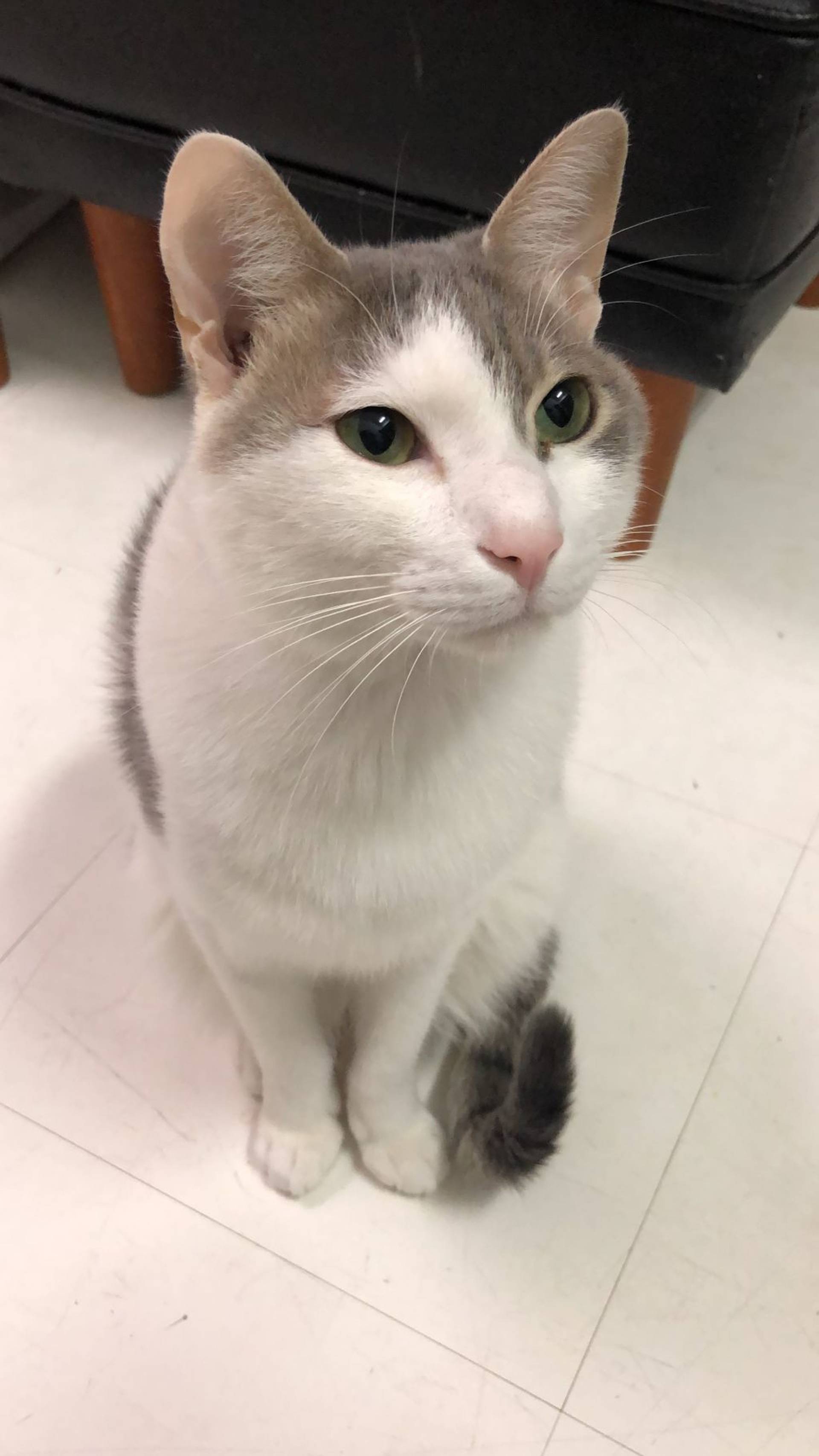 雑種（ミックス猫）・オスの里親募集の写真